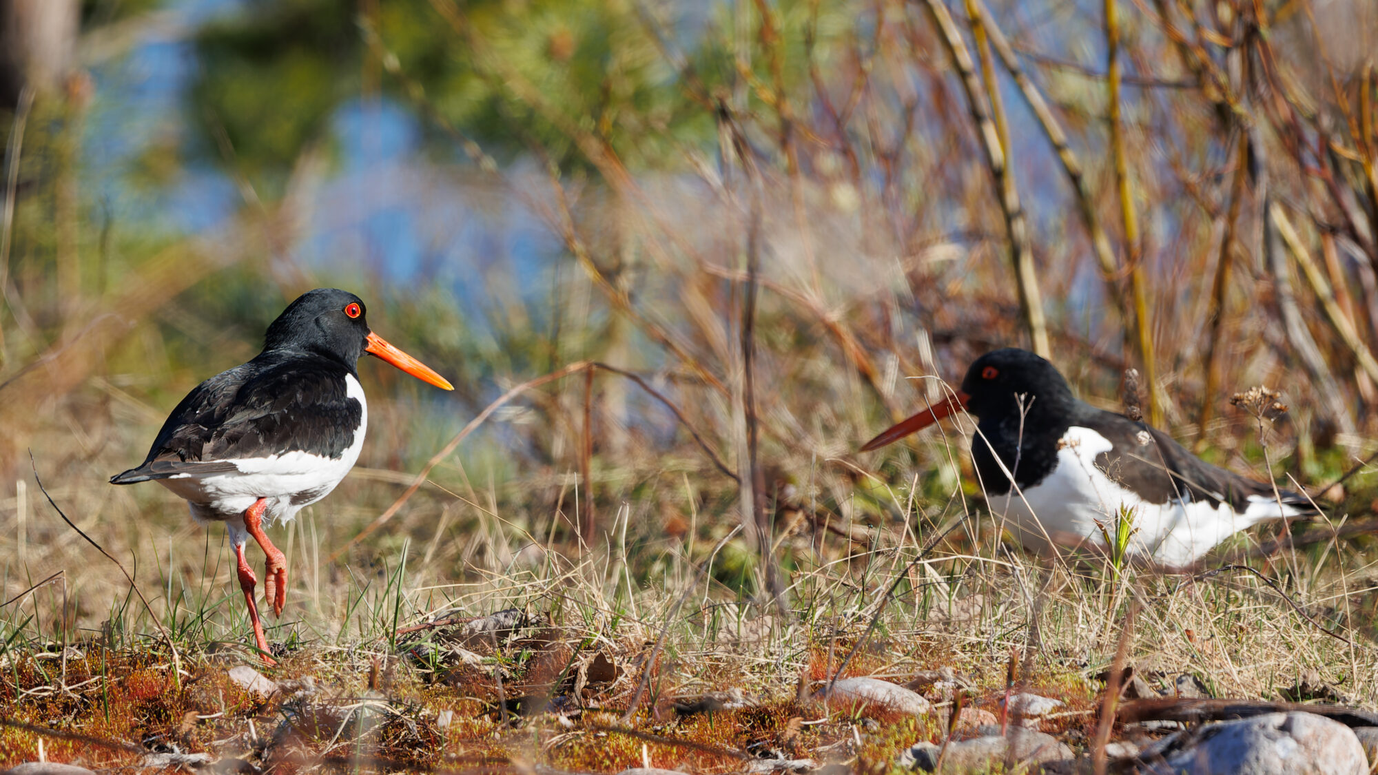 Valokuvaaja: Tommi Kujala