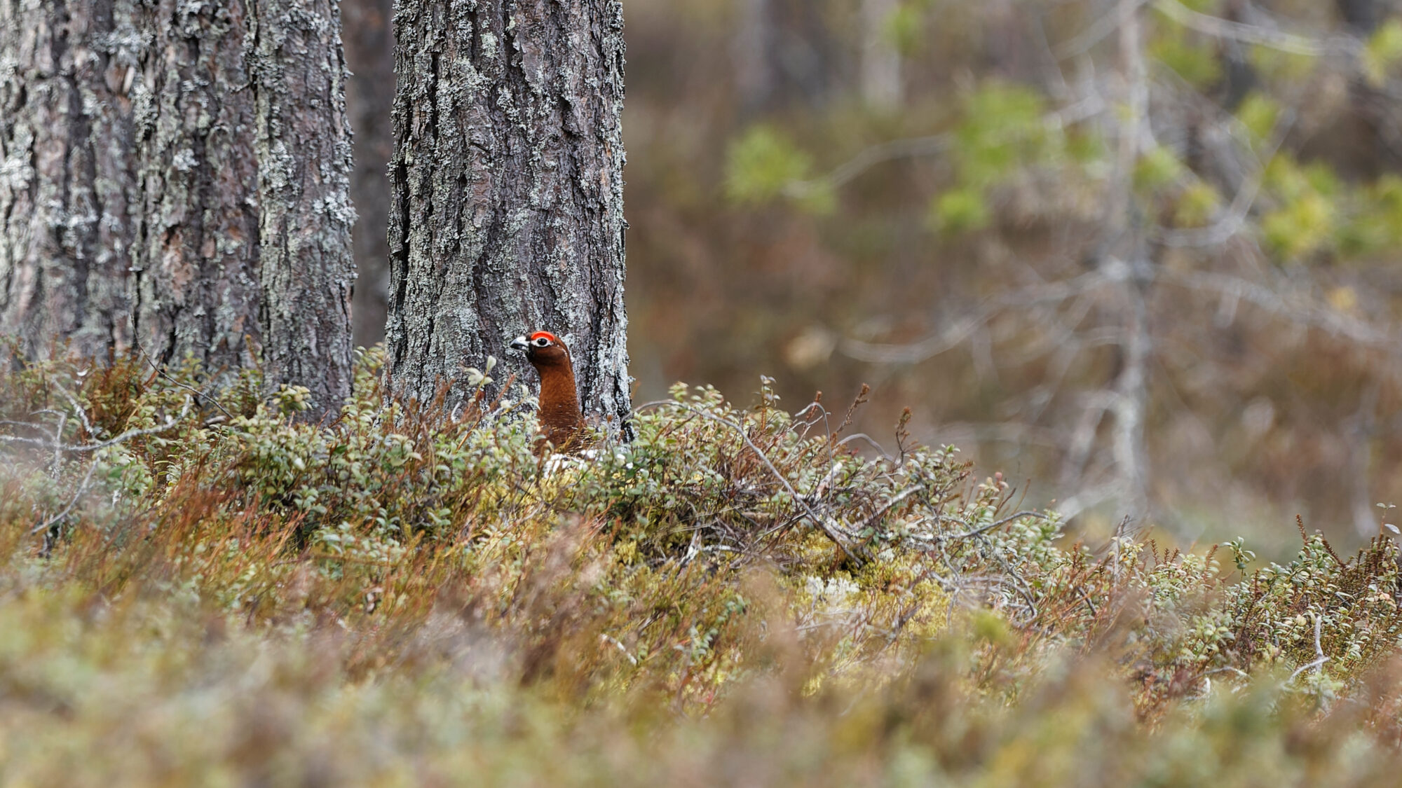 Valokuvaaja: Tommi Kujala
