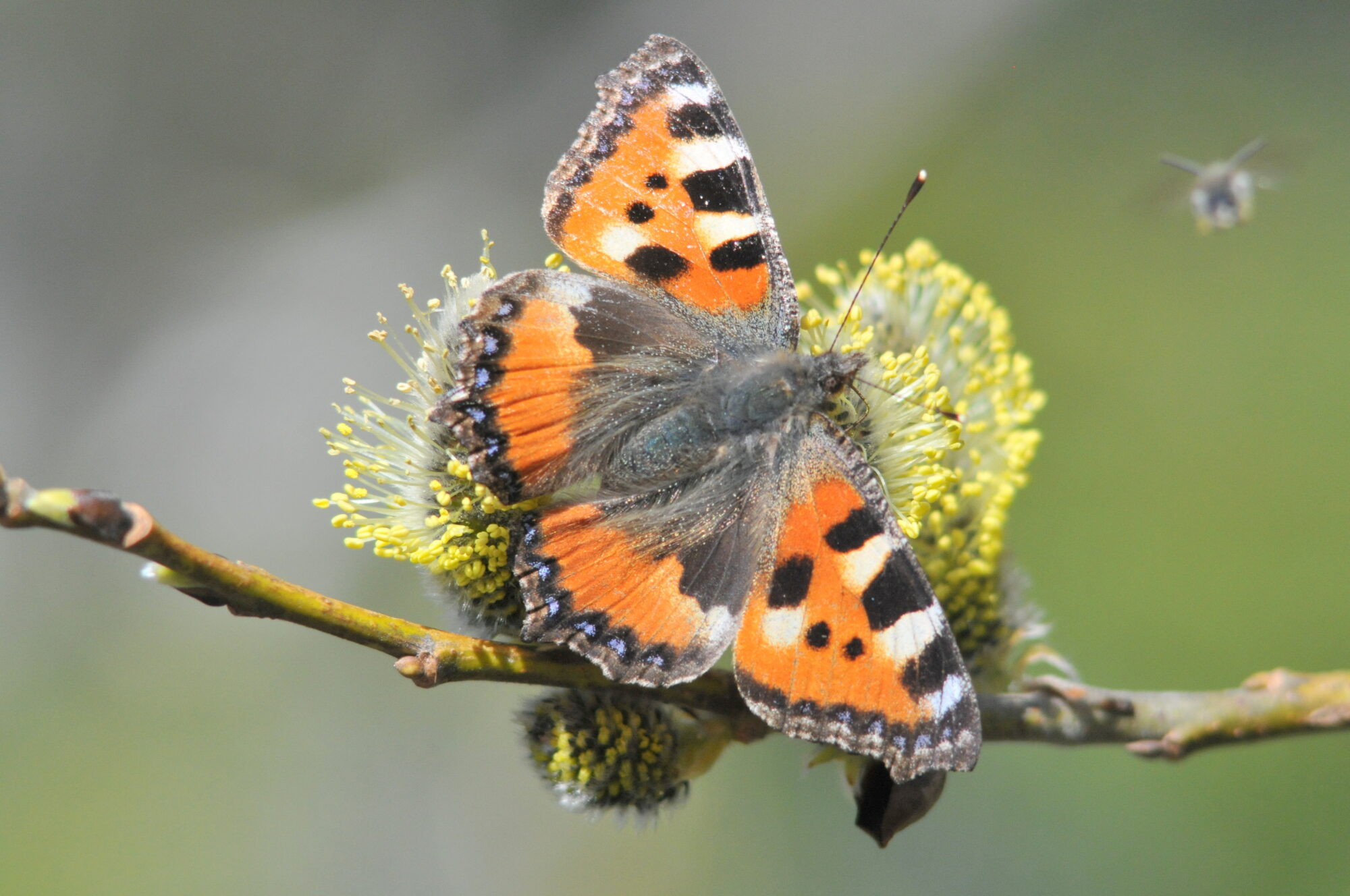Valokuvaaja: Kaarlo Asikainen