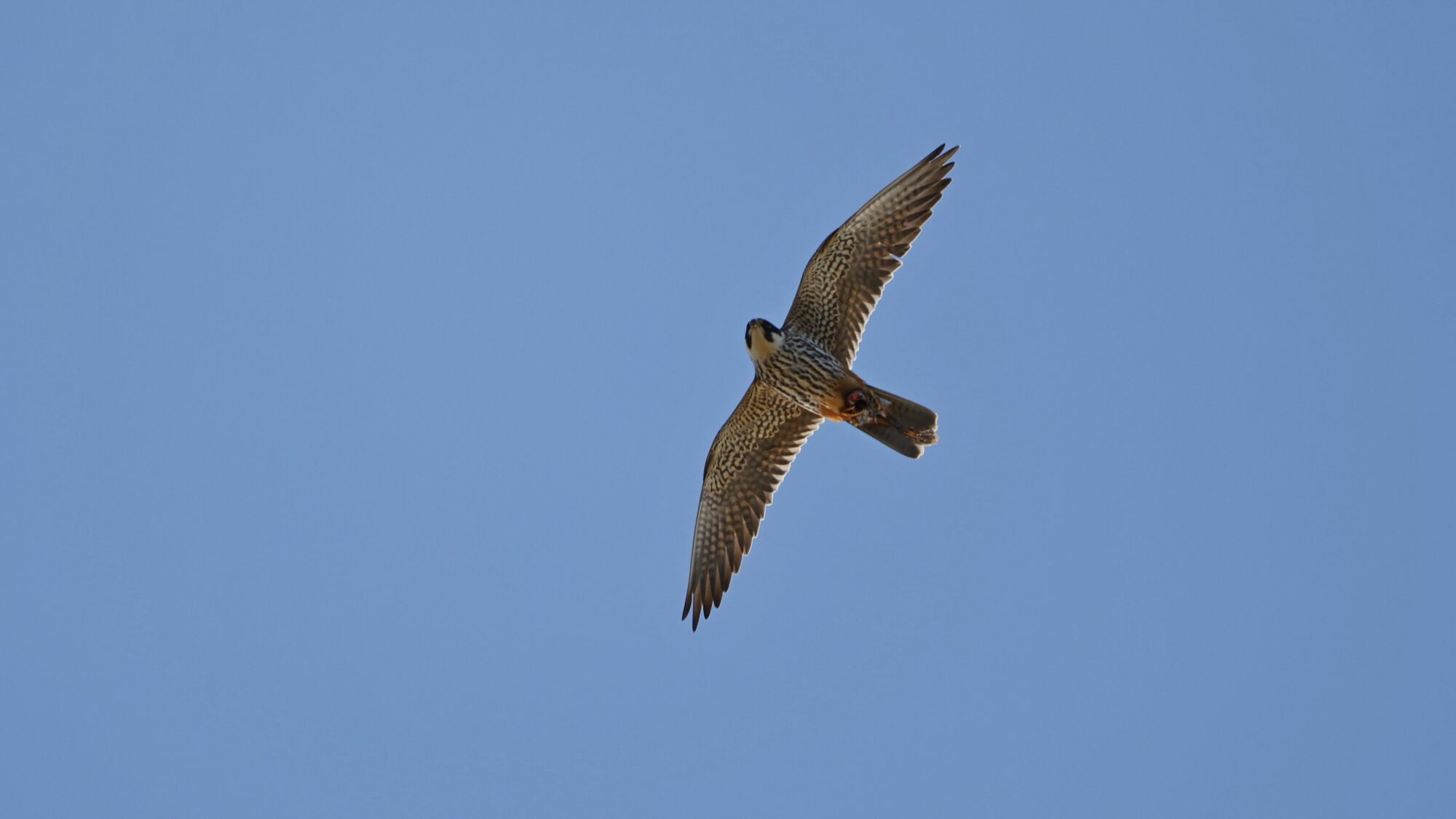 Valokuvaaja: Tommi Kujala