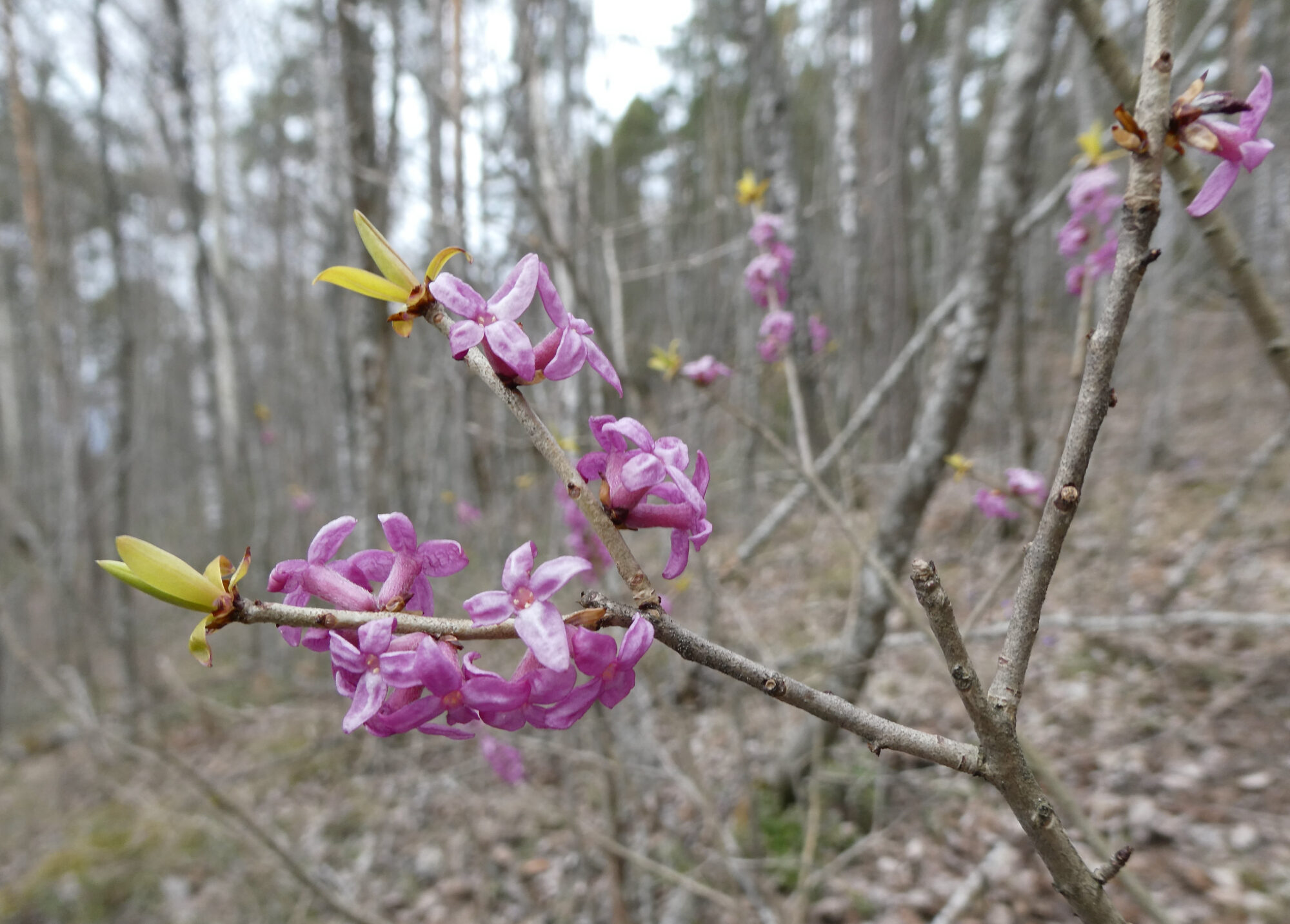 Valokuvaaja: Liisa Niiva-Korpela