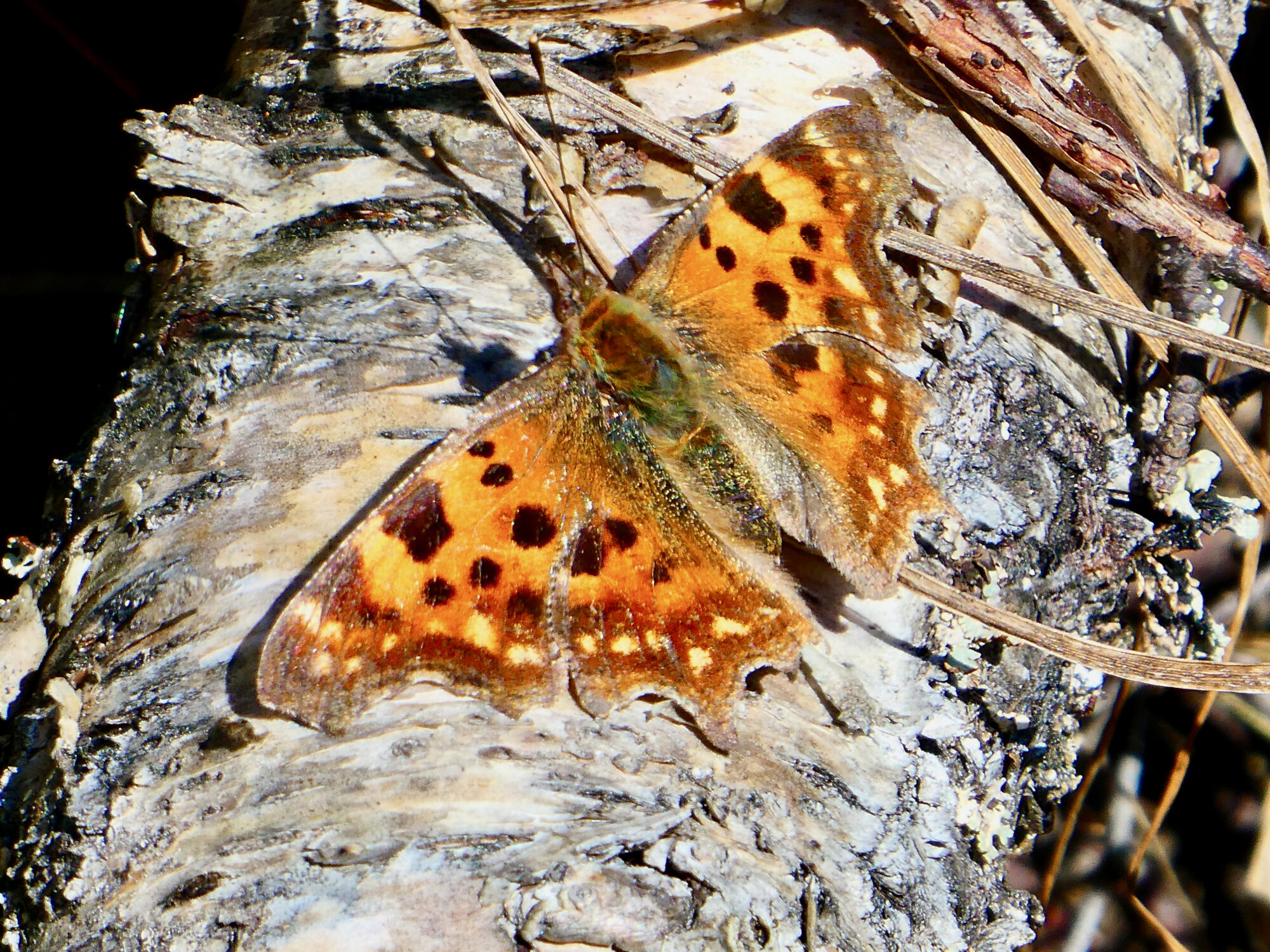 Valokuvaaja: Liisa Niiva-Korpela