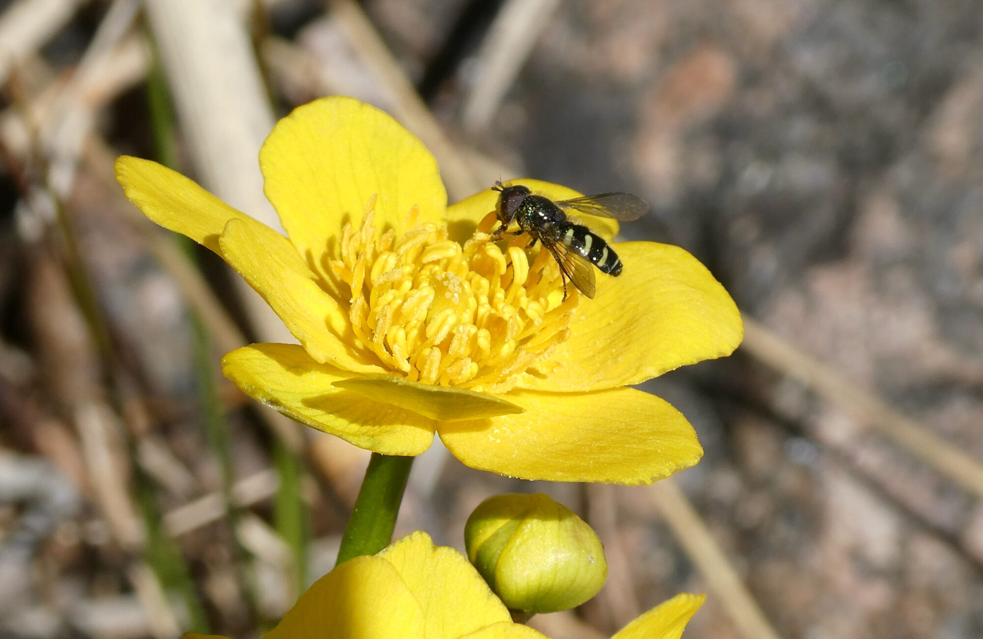 Valokuvaaja: Liisa Niiva-Korpela