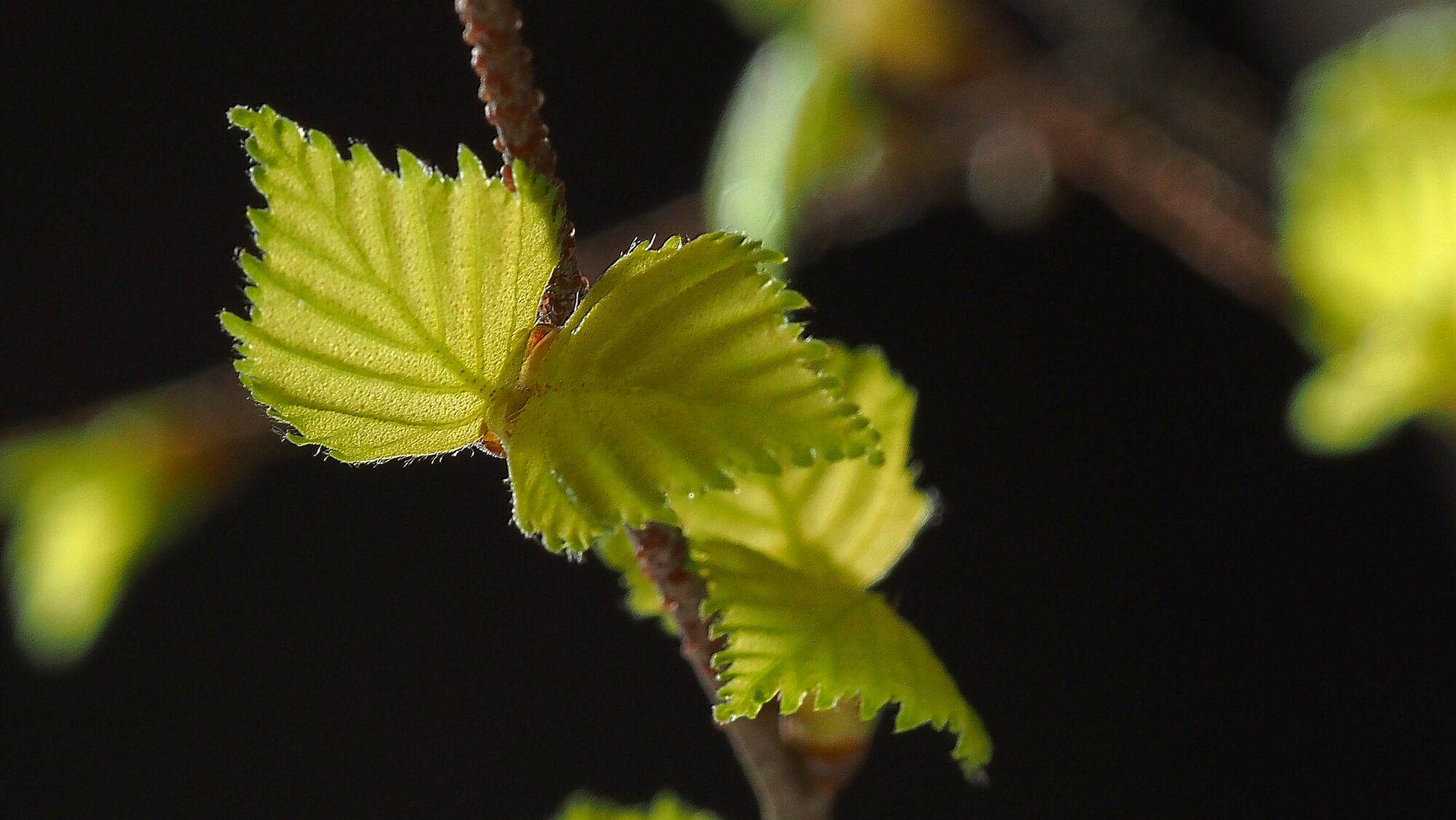 Valokuvaaja: Arja Valtonen