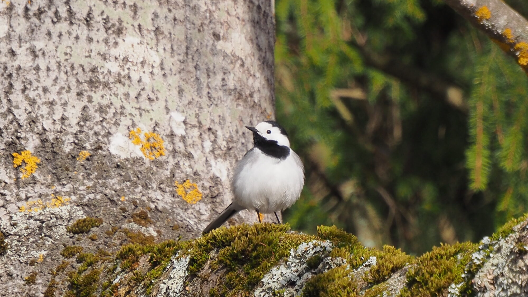 Valokuvaaja: Martti Valtonen