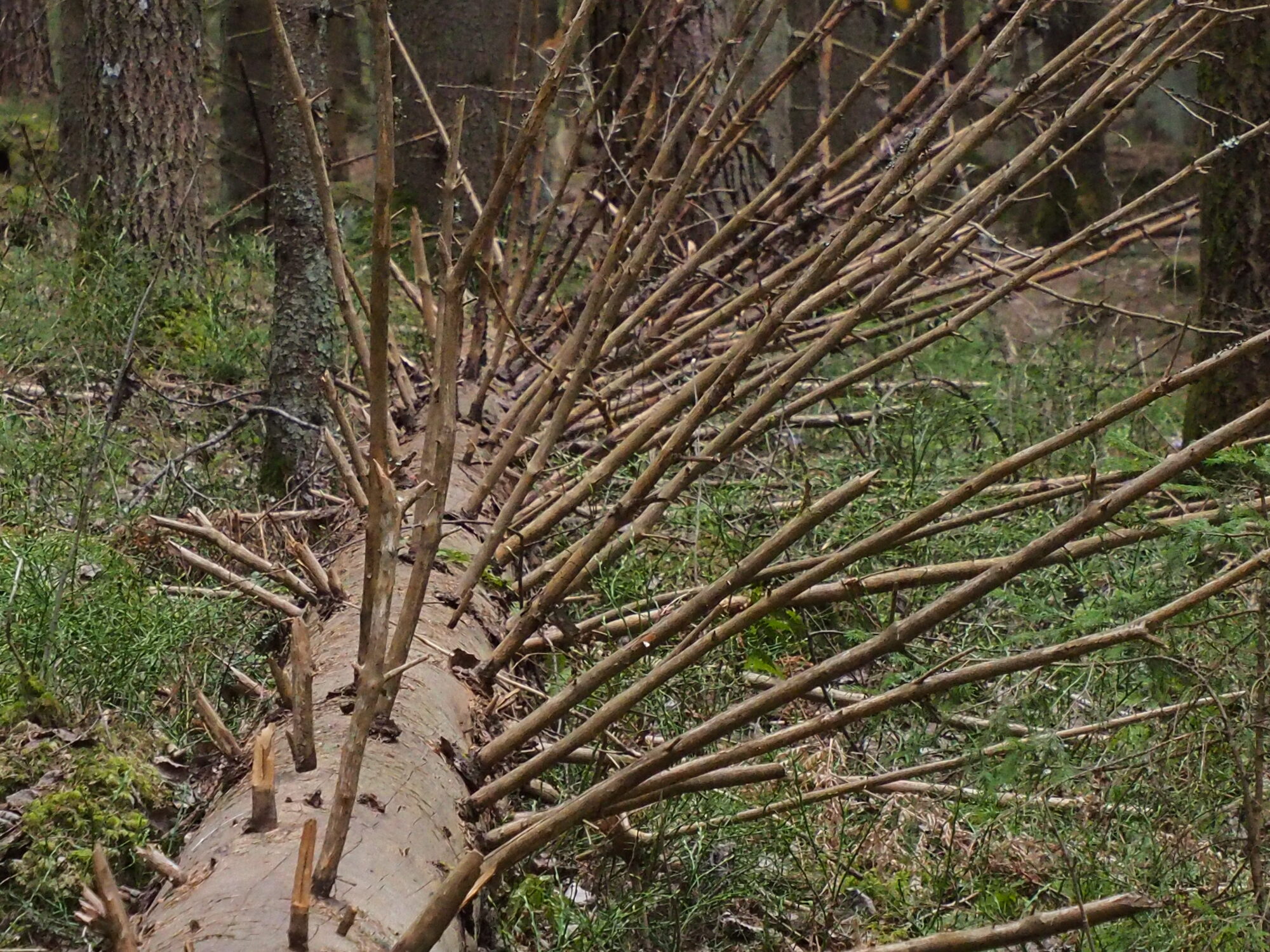 Valokuvaaja: Martti Valtonen