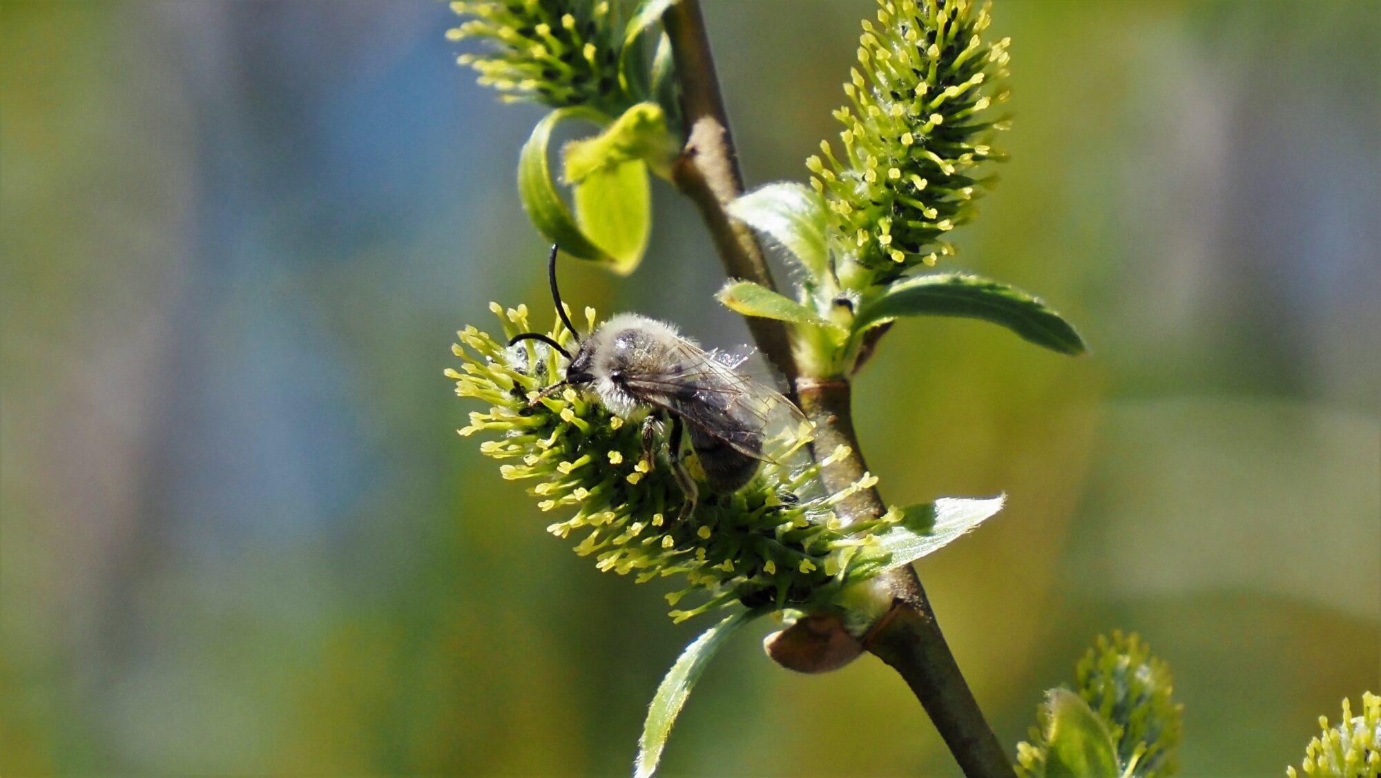 Valokuvaaja: Arja Valtonen
