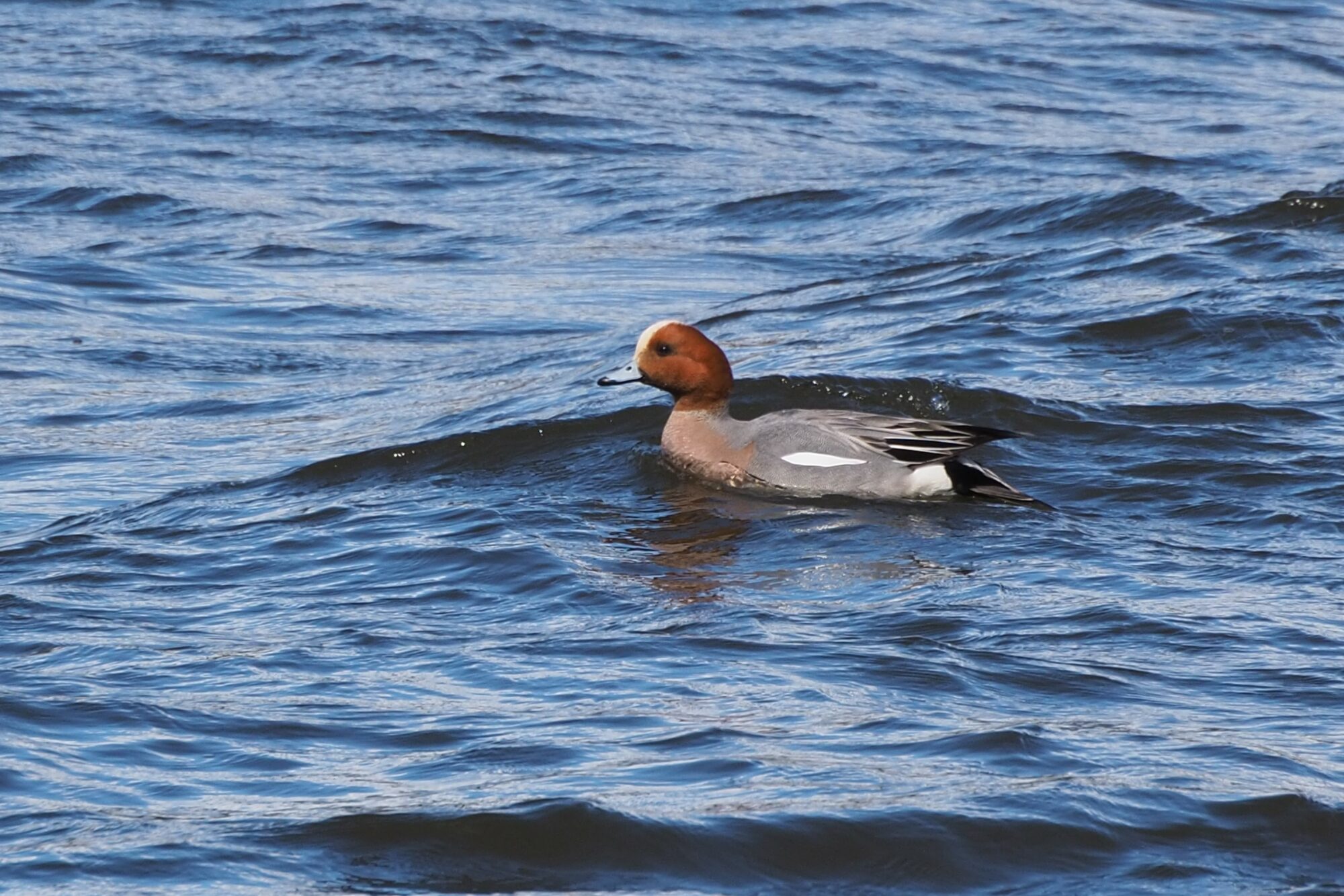 Valokuvaaja: Martti Valtonen