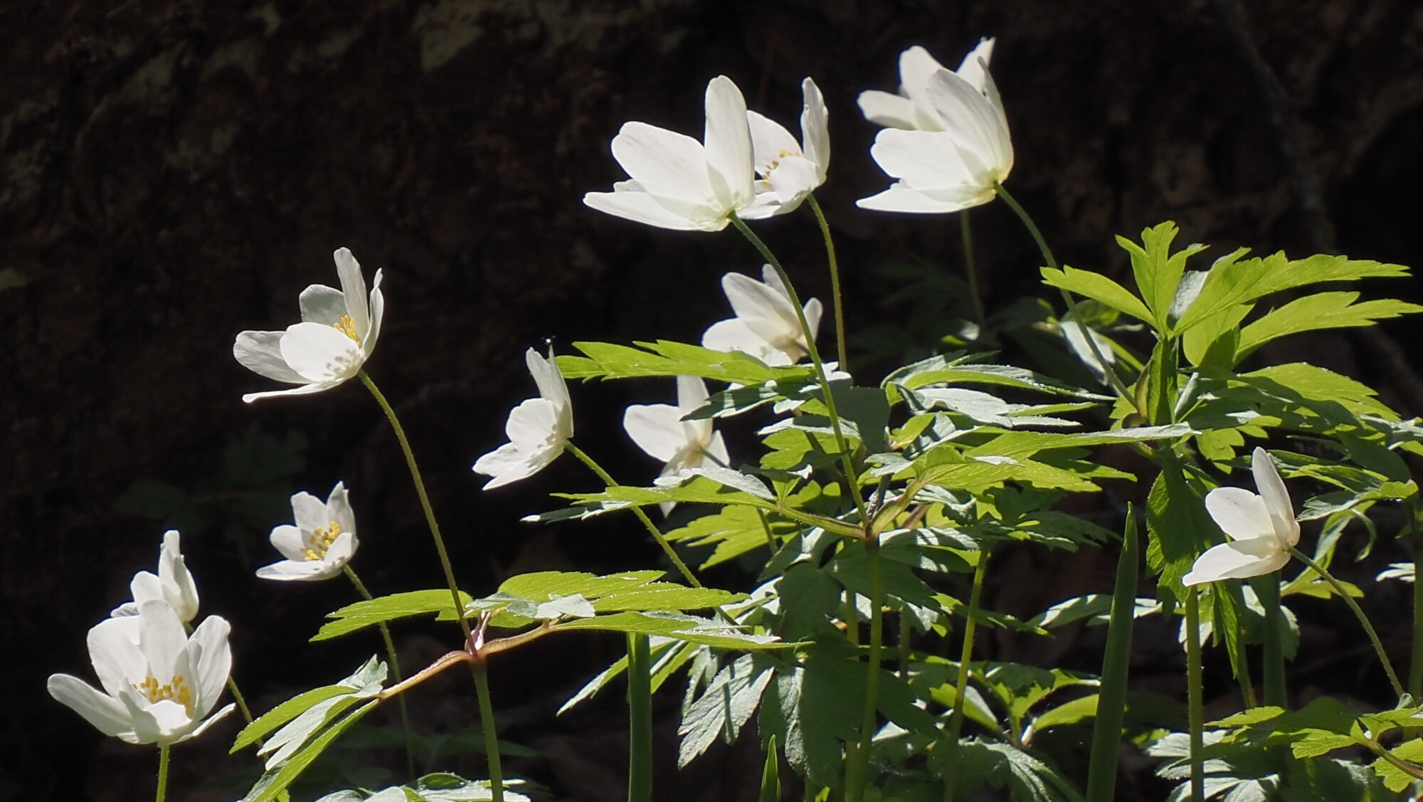 Valokuvaaja: Arja Valtonen