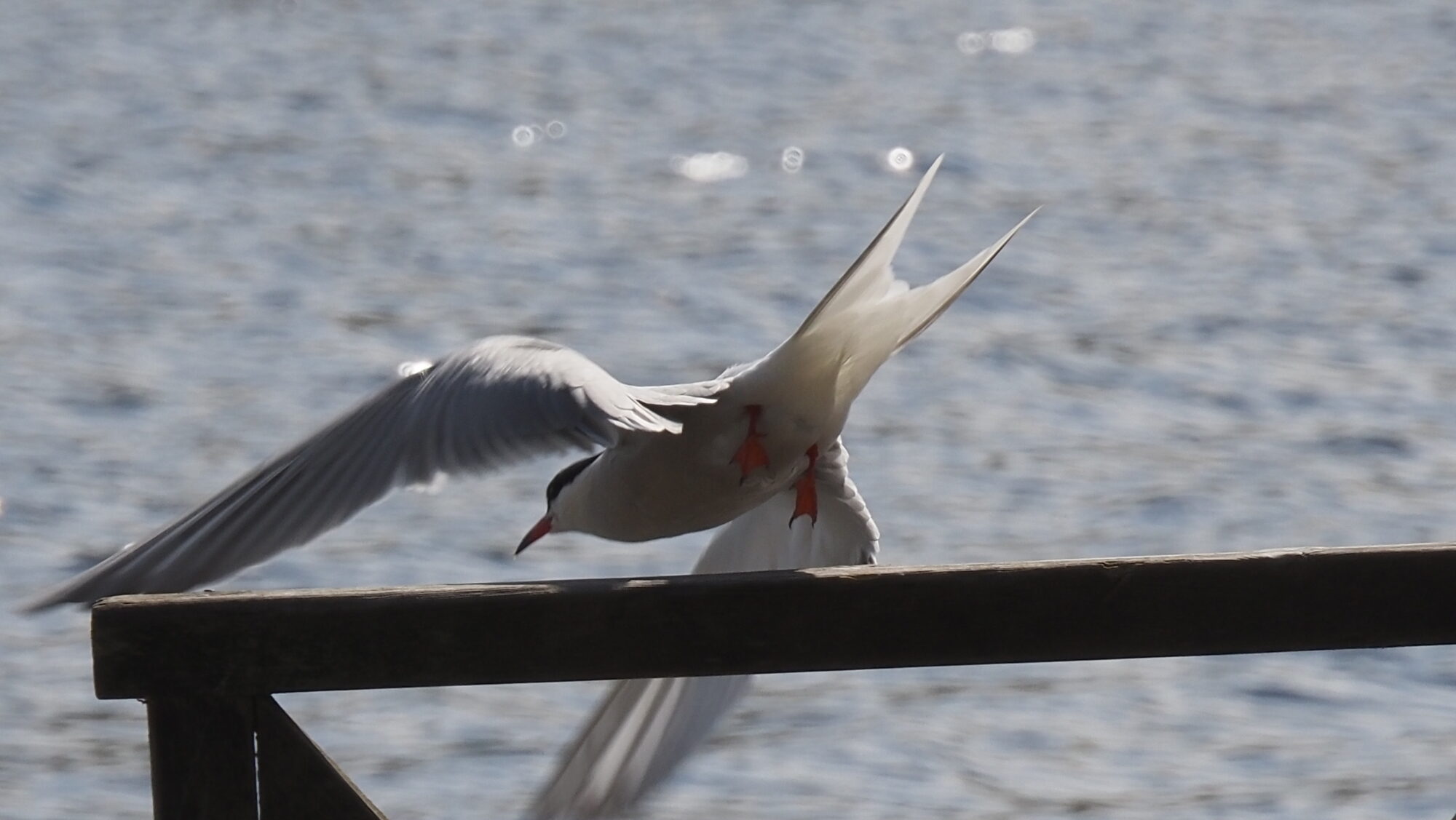 Valokuvaaja: Arja Valtonen