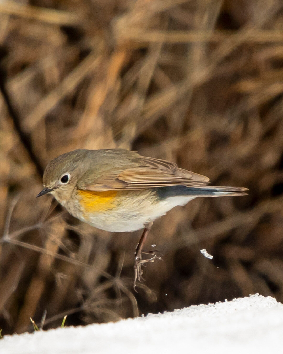 Valokuvaaja: Nadja Rajaniemi Valokuvaaja: Nadja Rajaniemi