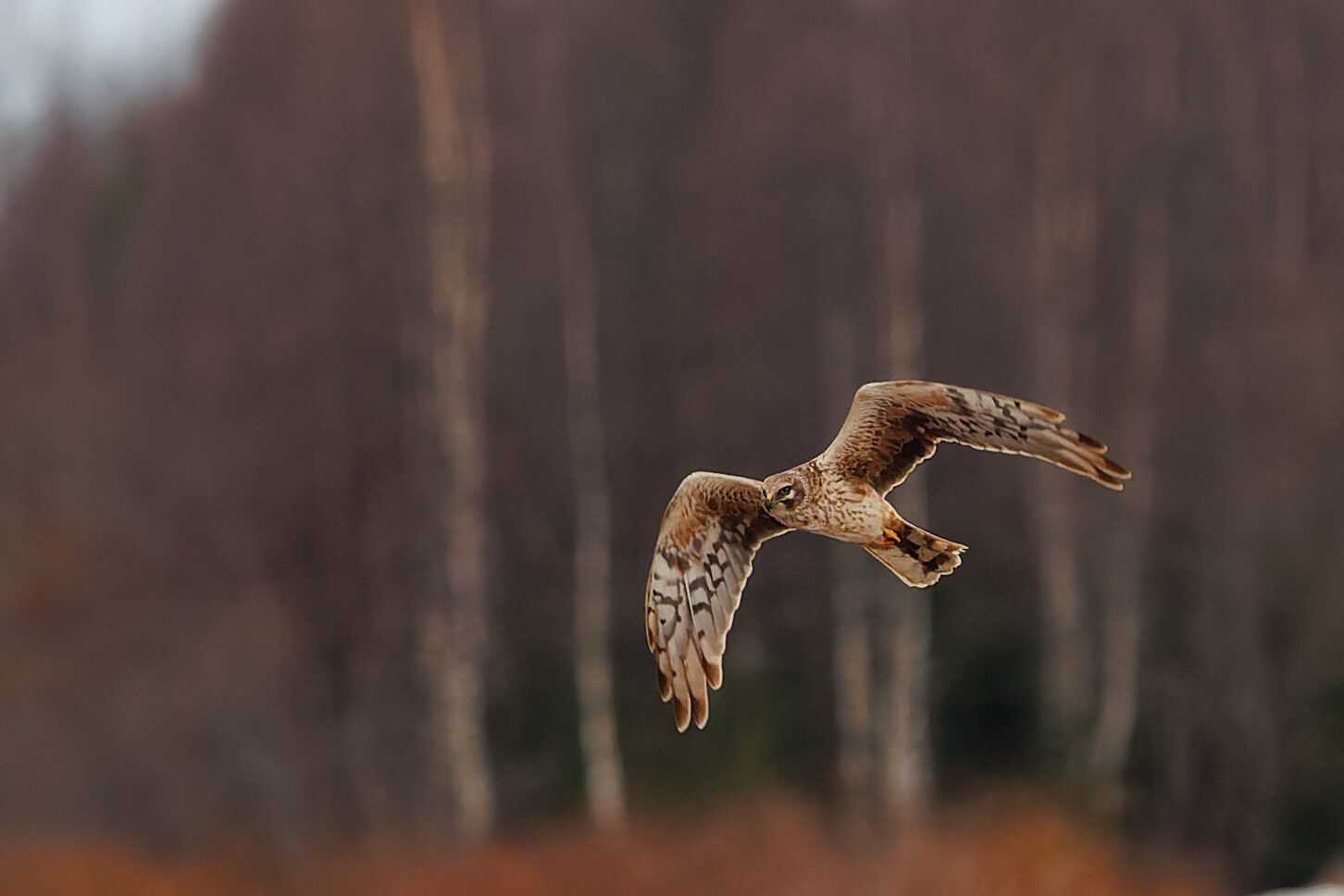 Valokuvaaja: Tommi Kujala
