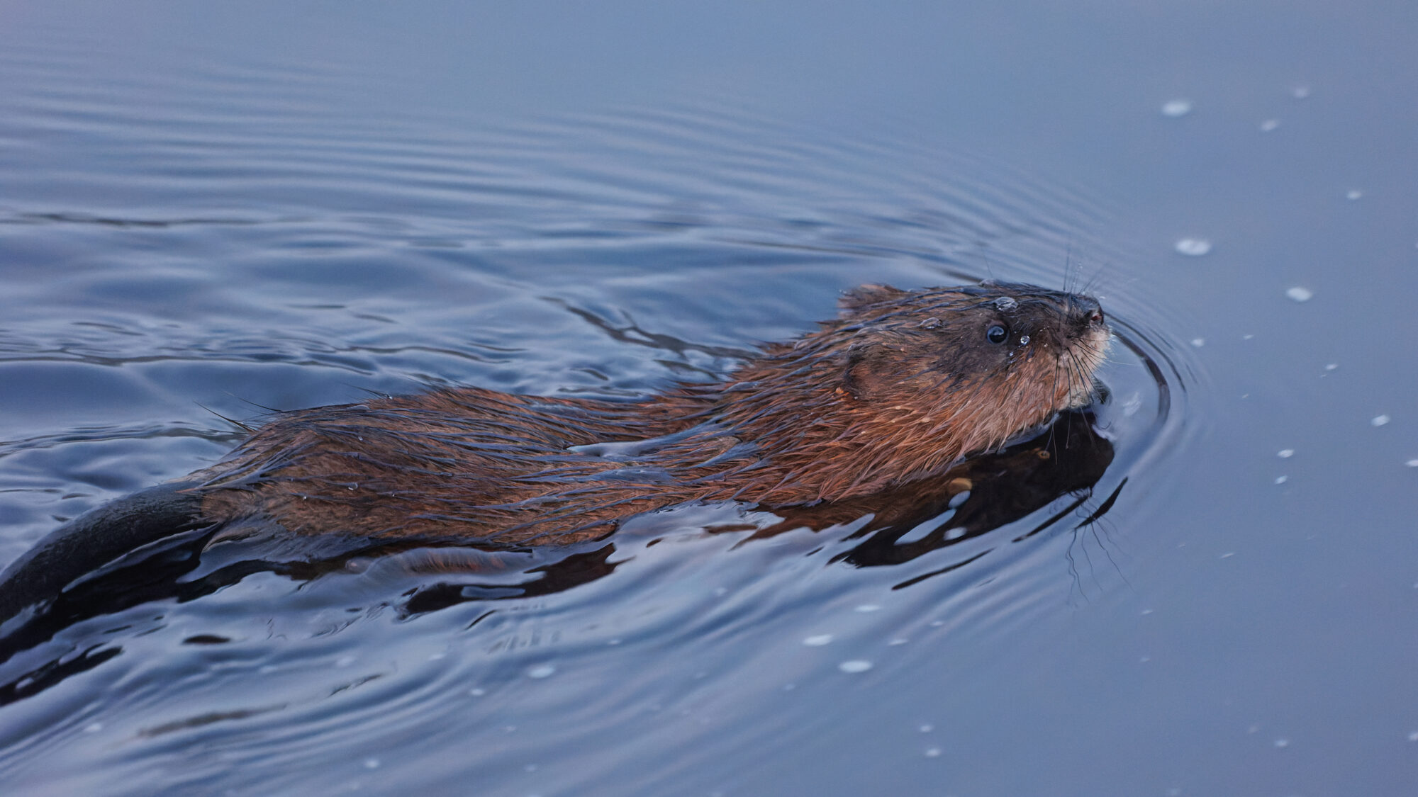 Valokuvaaja: Tommi Kujala