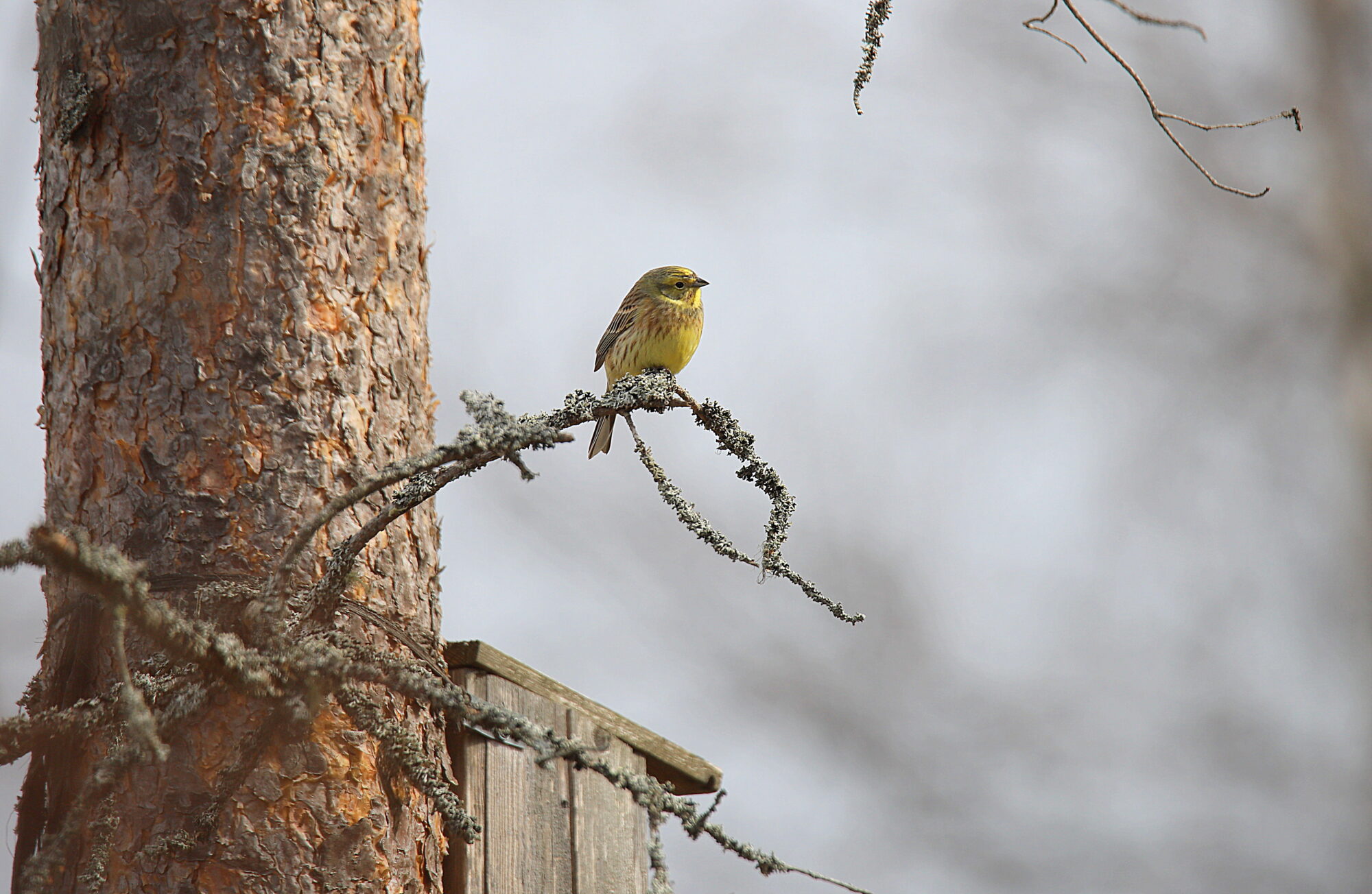 Valokuvaaja: sirpa jyske