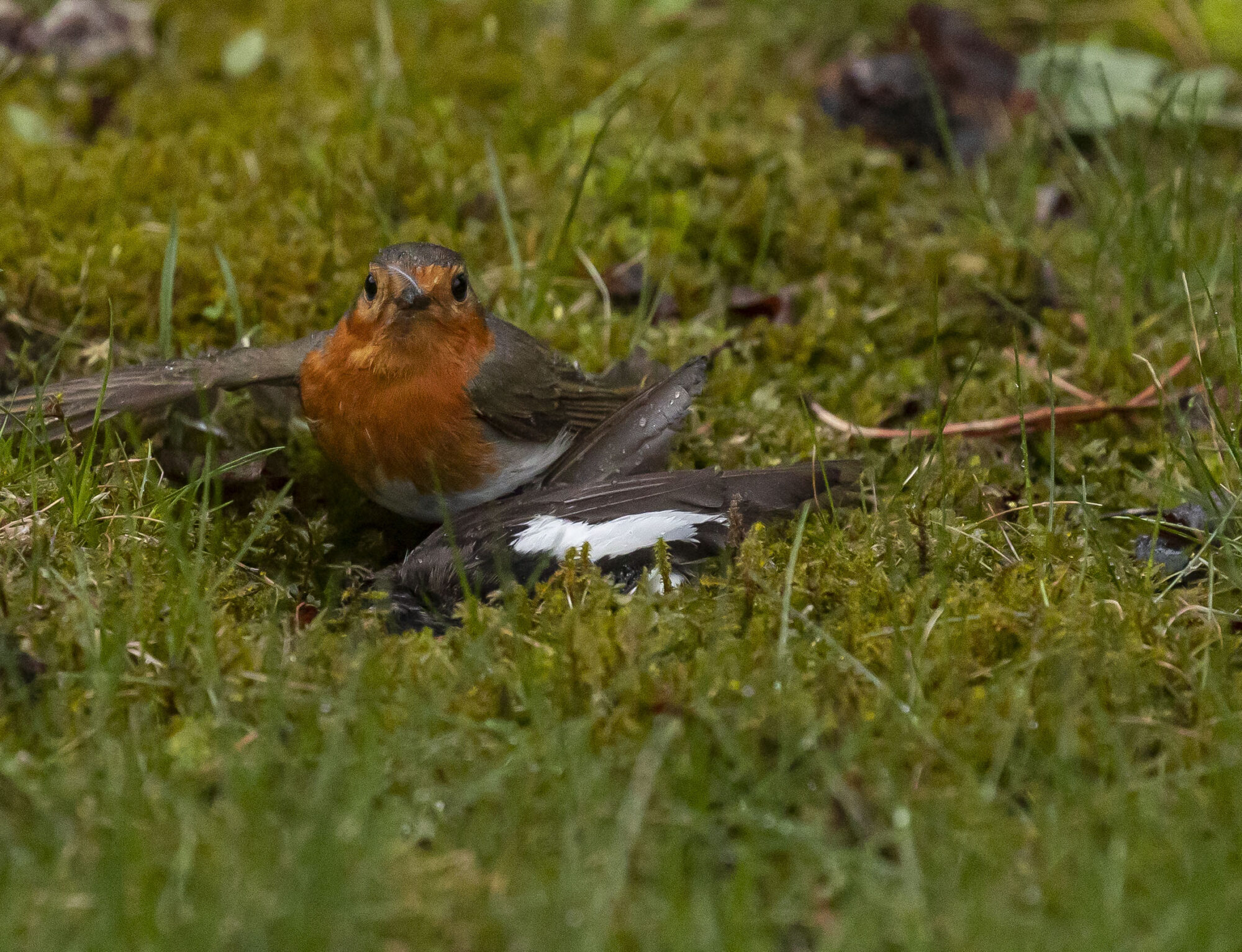 Valokuvaaja: Paavo Valtanen