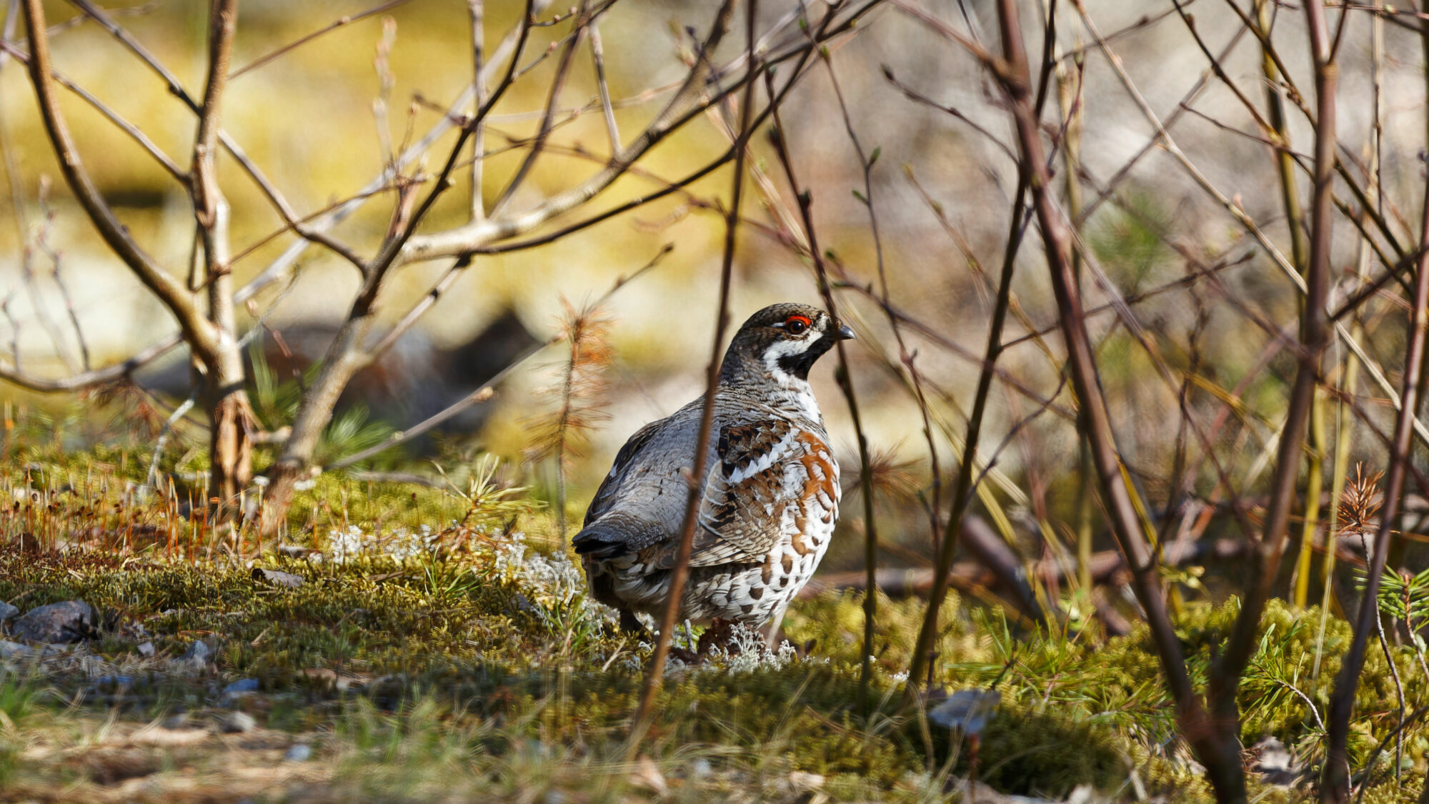 Valokuvaaja: Tommi Kujala