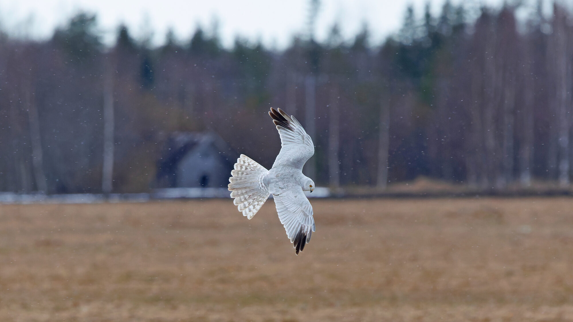 Valokuvaaja: Tommi Kujala