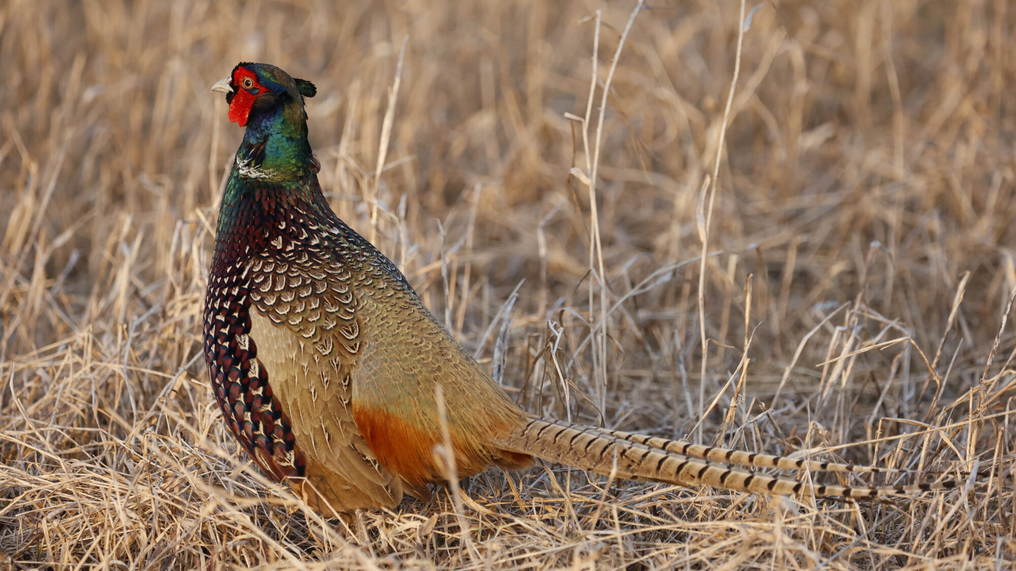 Valokuvaaja: Tommi Kujala