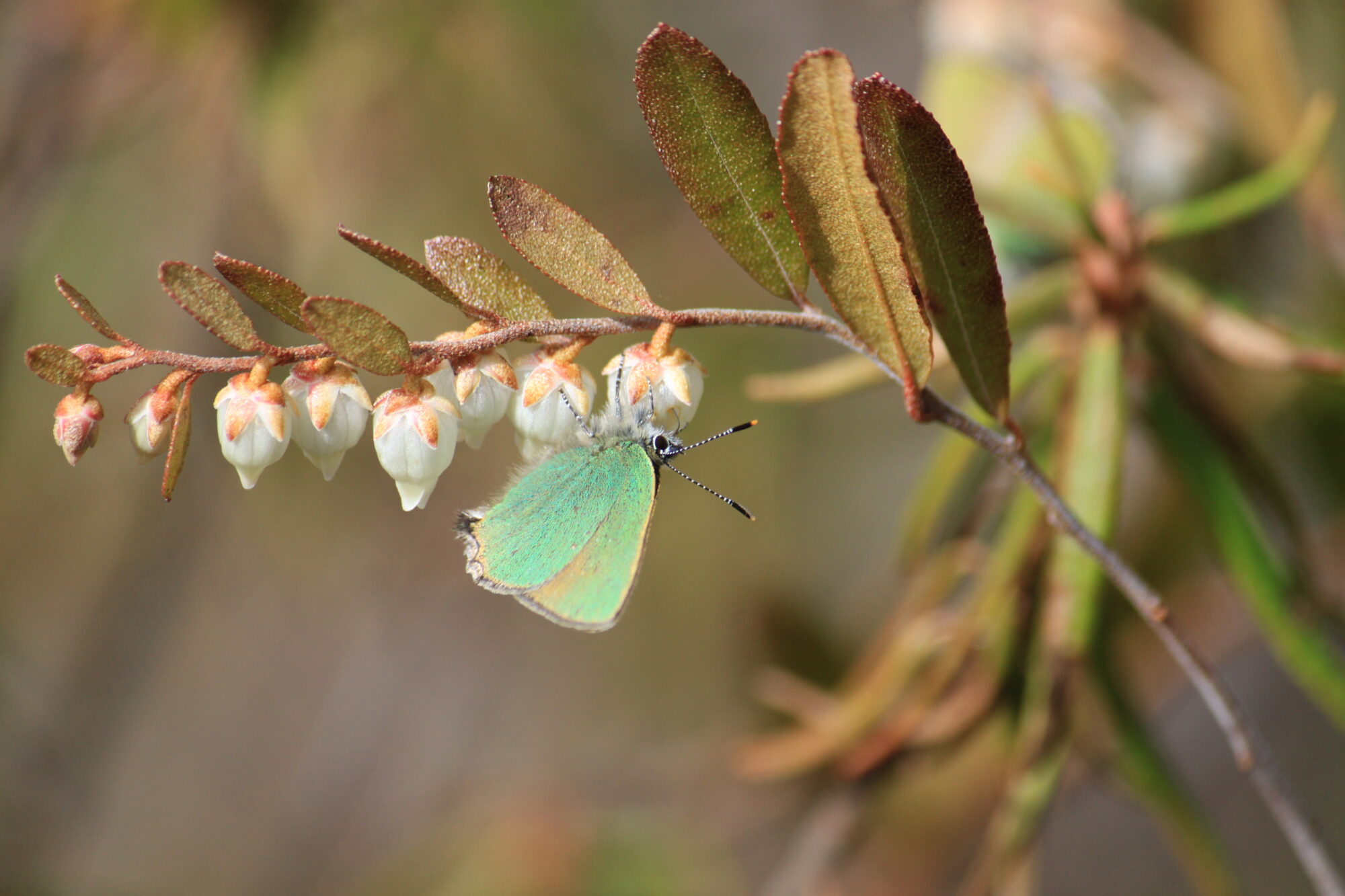 Valokuvaaja: Kaarina Heiskanen