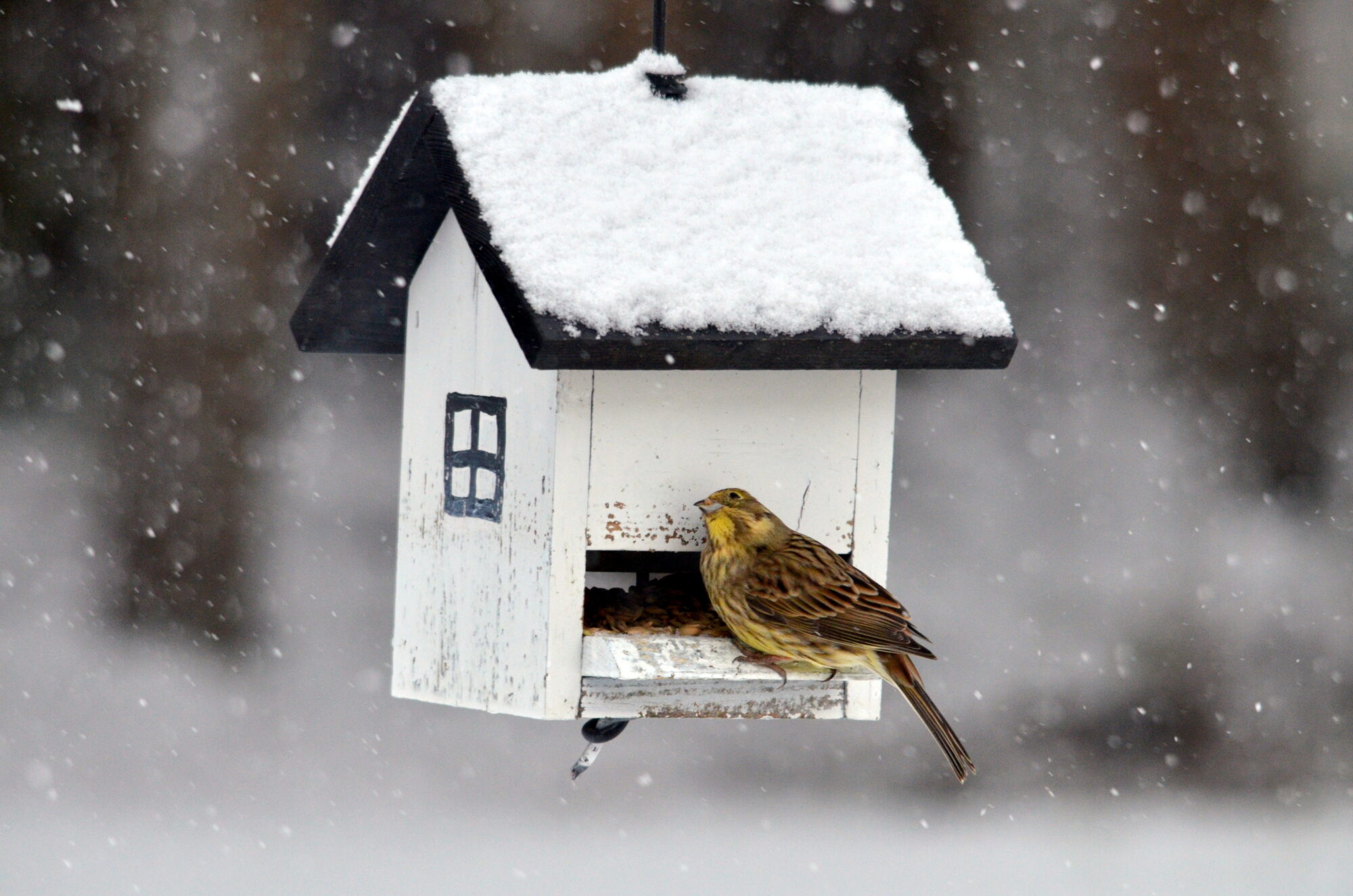 Valokuvaaja: Kaarlo Asikainen Valokuvaaja: Kaarlo Asikainen