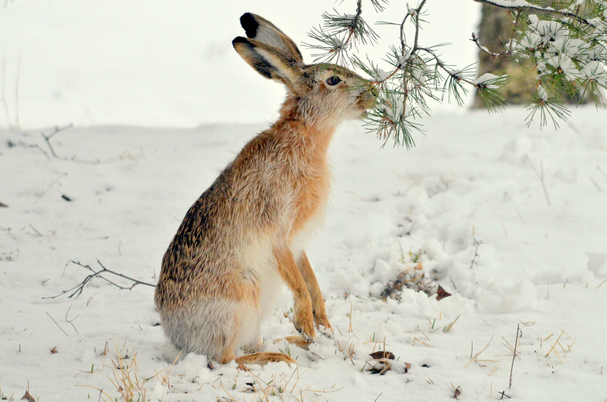 Valokuvaaja: Kaarlo Asikainen