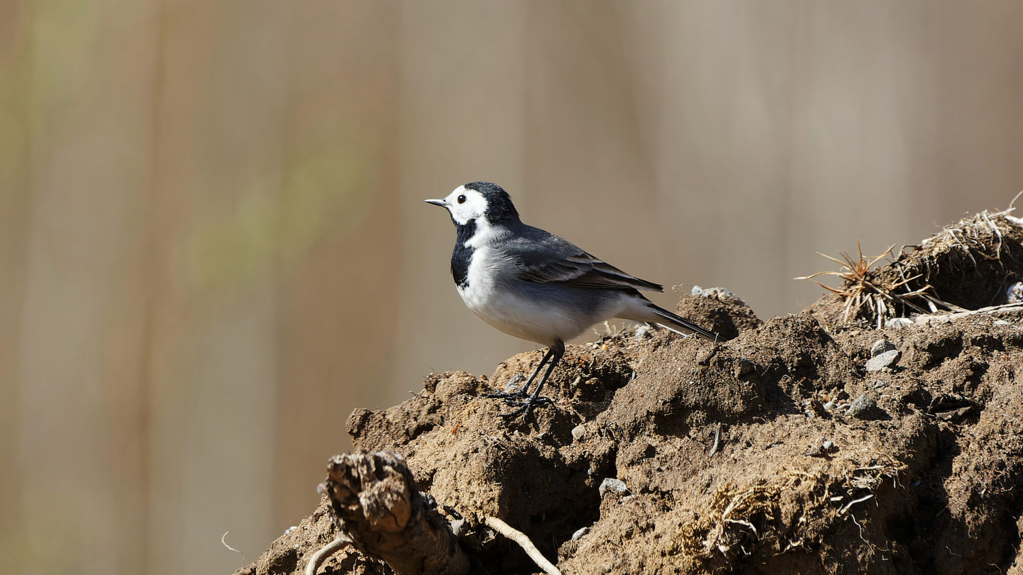 Valokuvaaja: Tommi Kujala