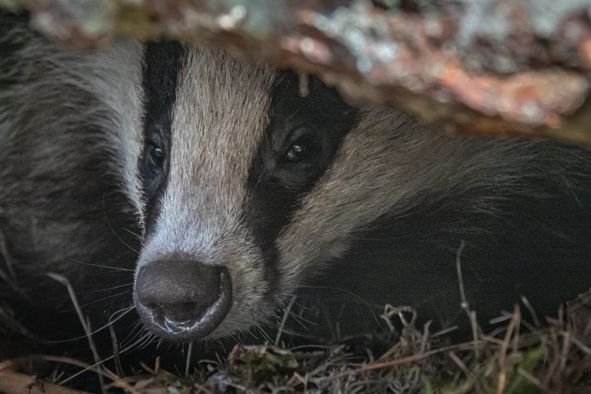 Valokuvaaja: Ari Kaarakainen