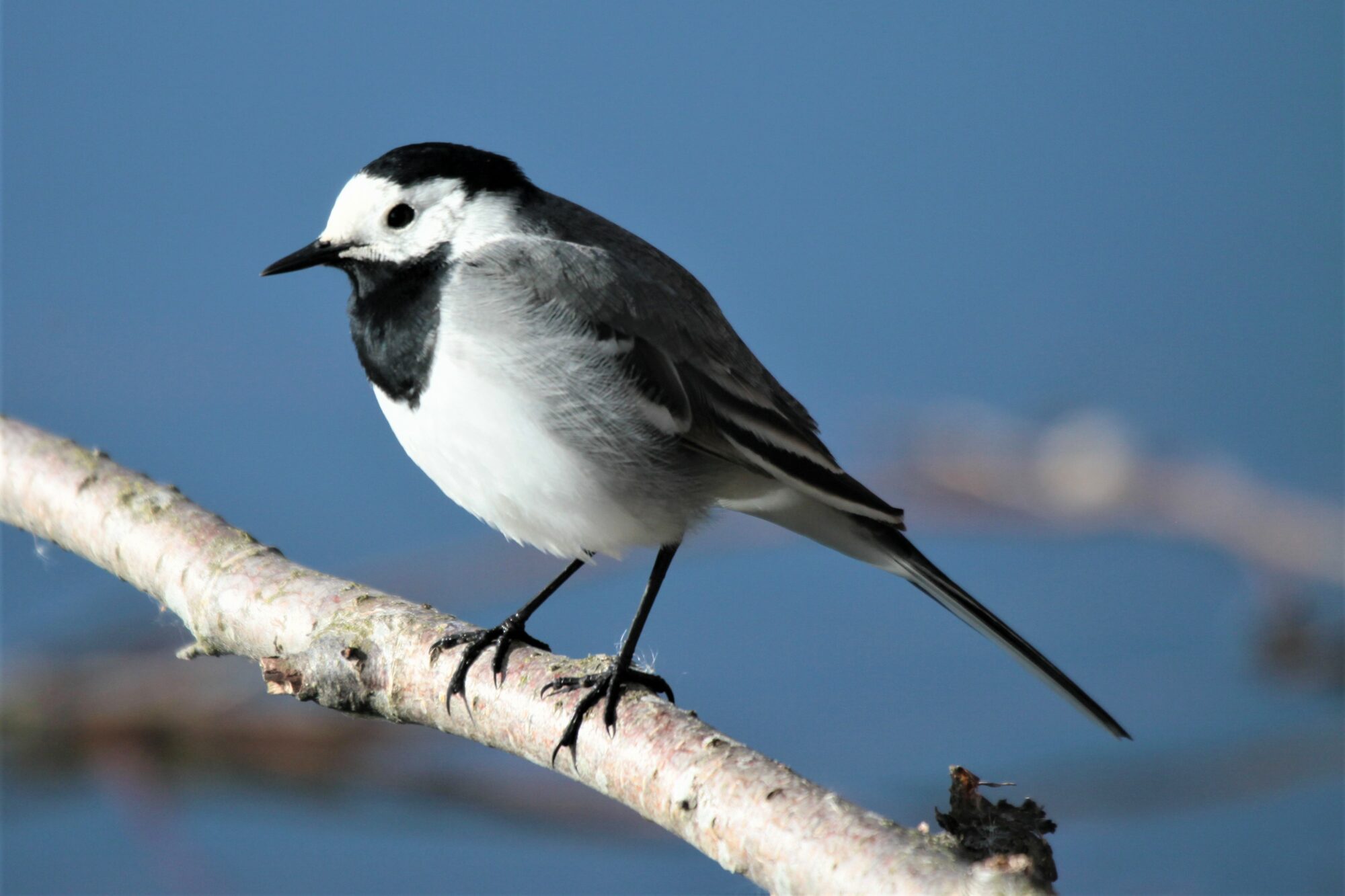 Valokuvaaja: Berndt Hannelius
