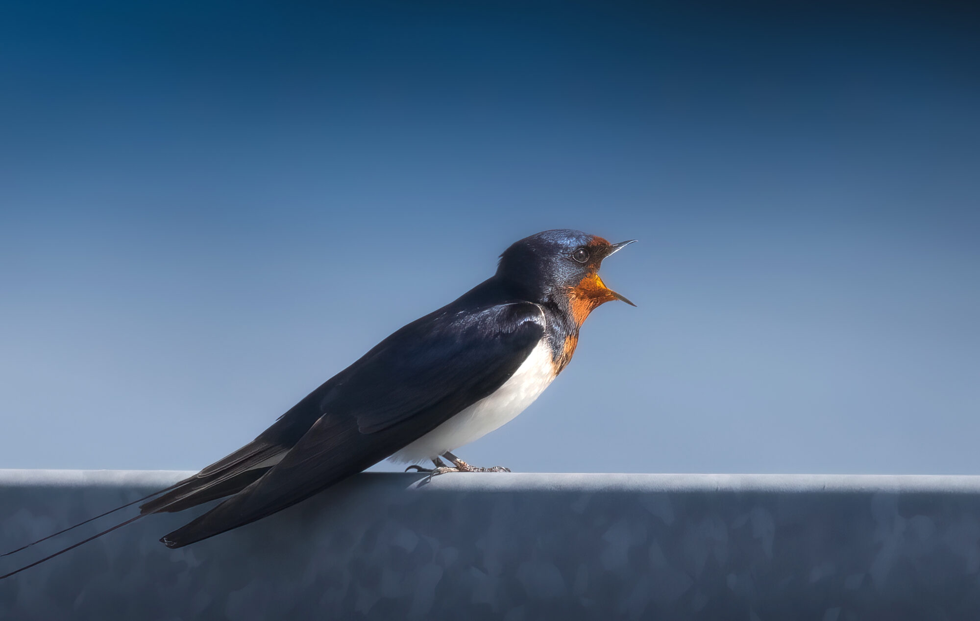 Valokuvaaja: Risto Lavi