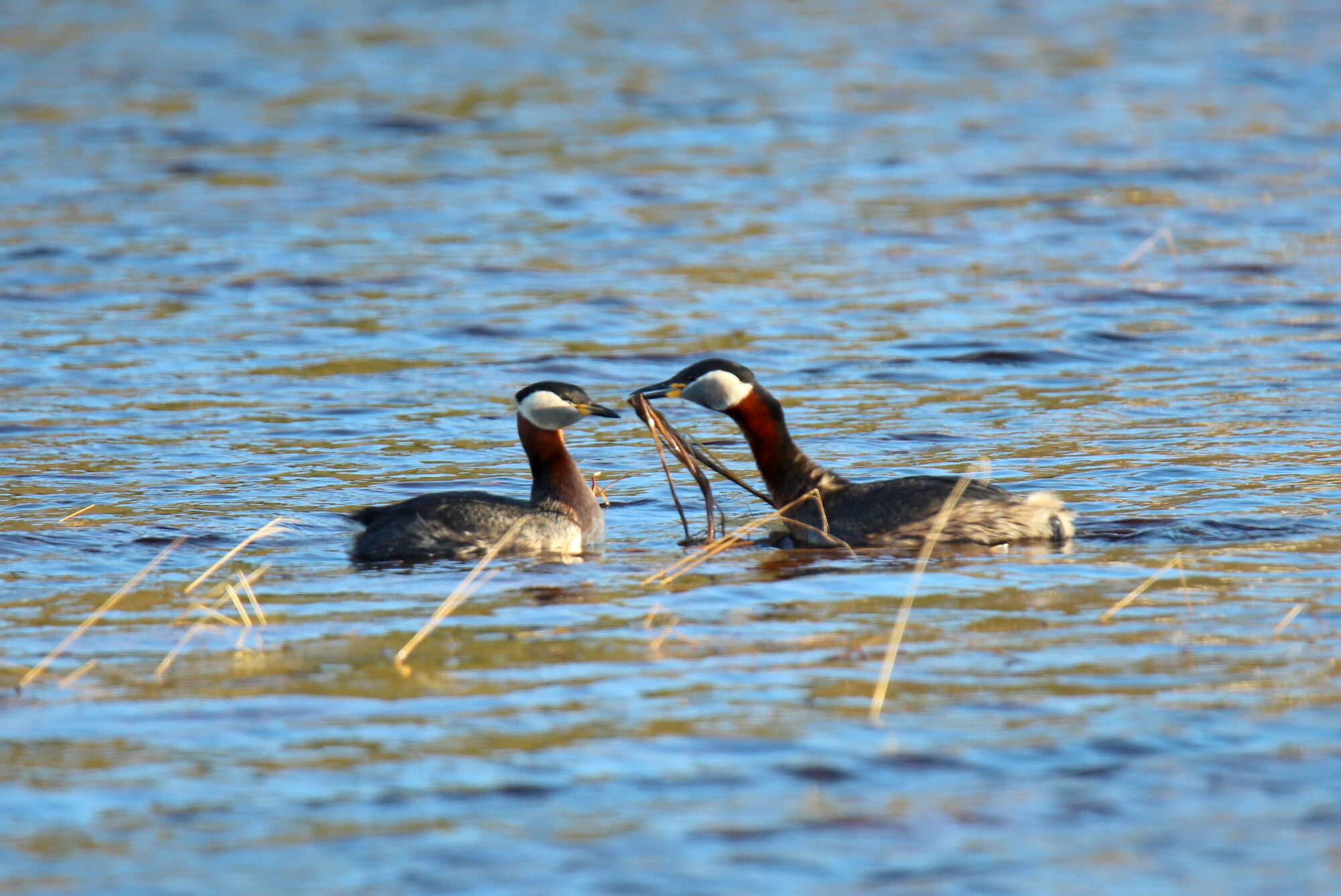 Valokuvaaja: sirpa jyske