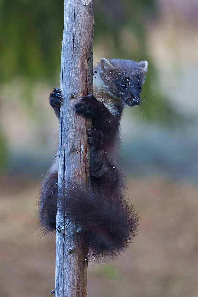 Valokuvaaja: Aarre Leskinen