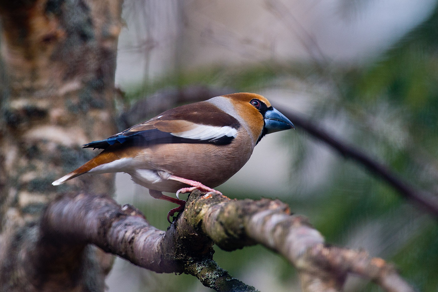 Valokuvaaja: Aarre Leskinen