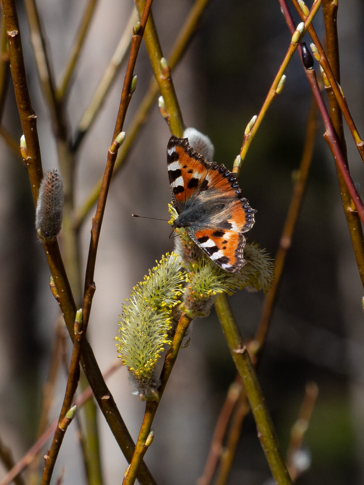 Valokuvaaja: Sirkka Karppinen Valokuvaaja: Sirkka Karppinen
