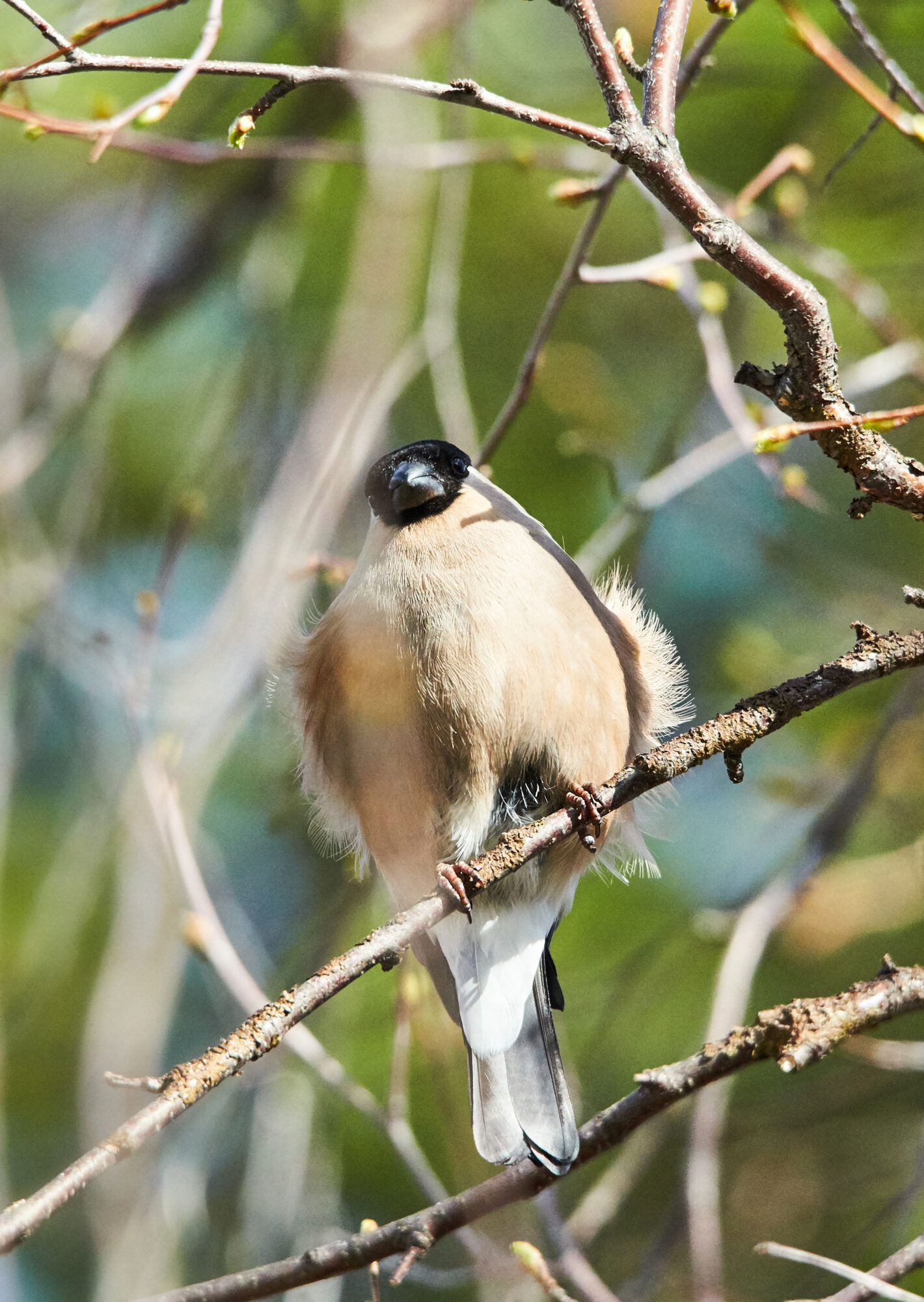 Valokuvaaja: Tarja Kouvo