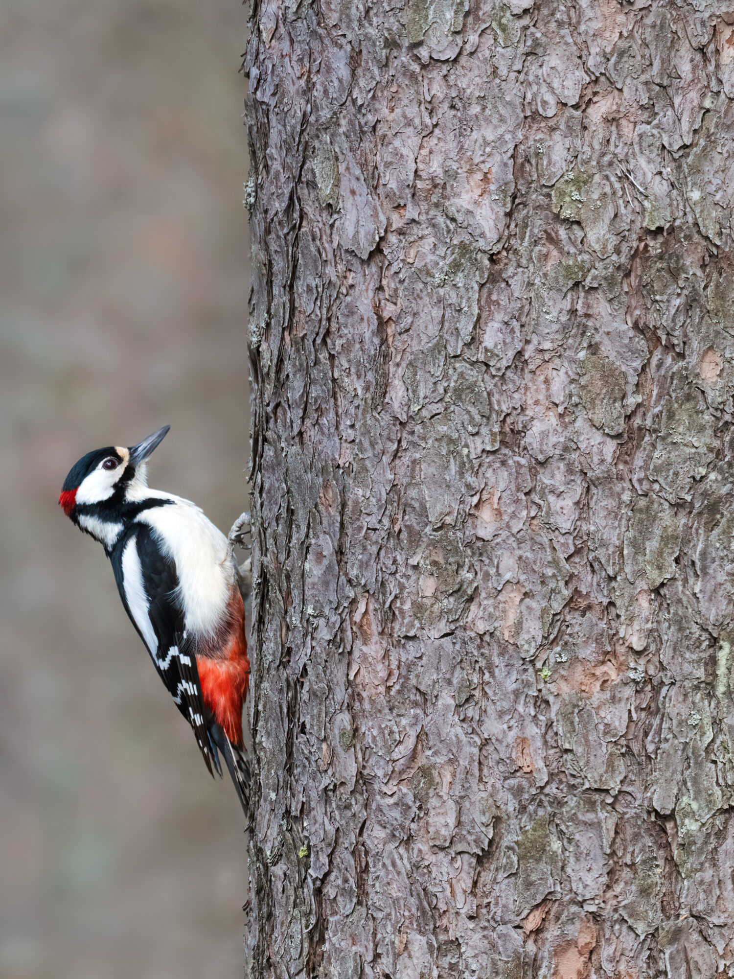 Valokuvaaja: Risto Lavi