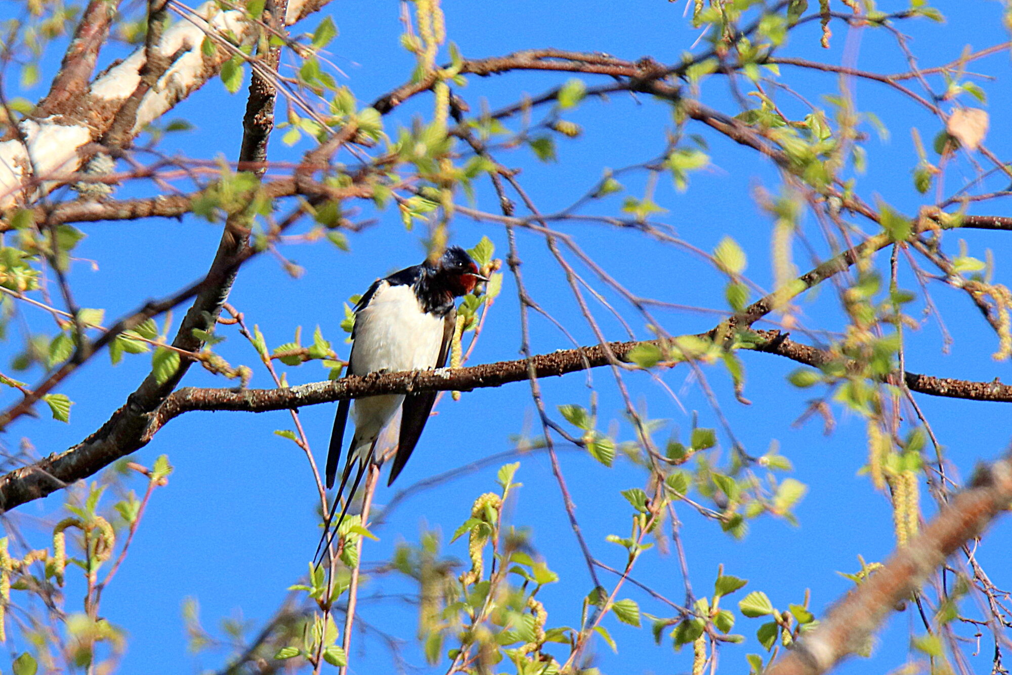 Valokuvaaja: sirpa jyske Valokuvaaja: sirpa jyske