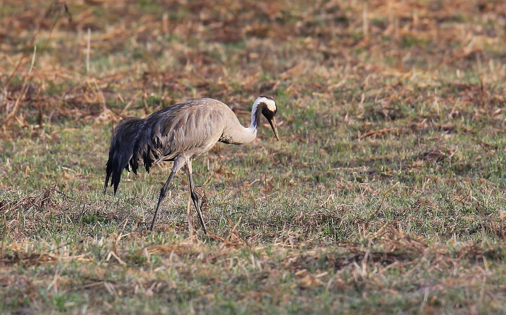 Valokuvaaja: Jaana Saarelainen