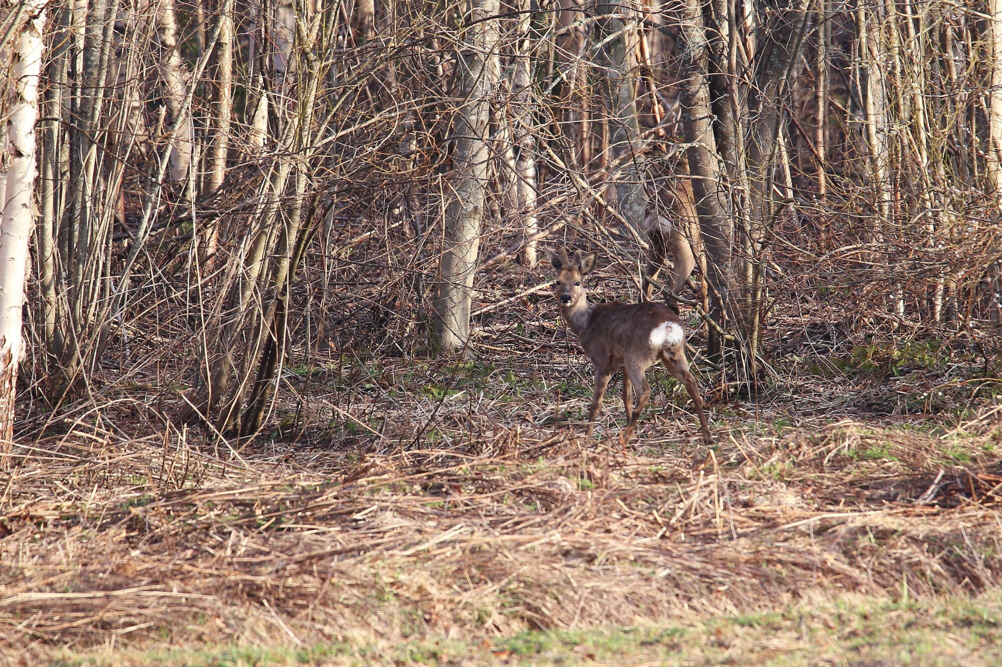 Valokuvaaja: Jaana Saarelainen