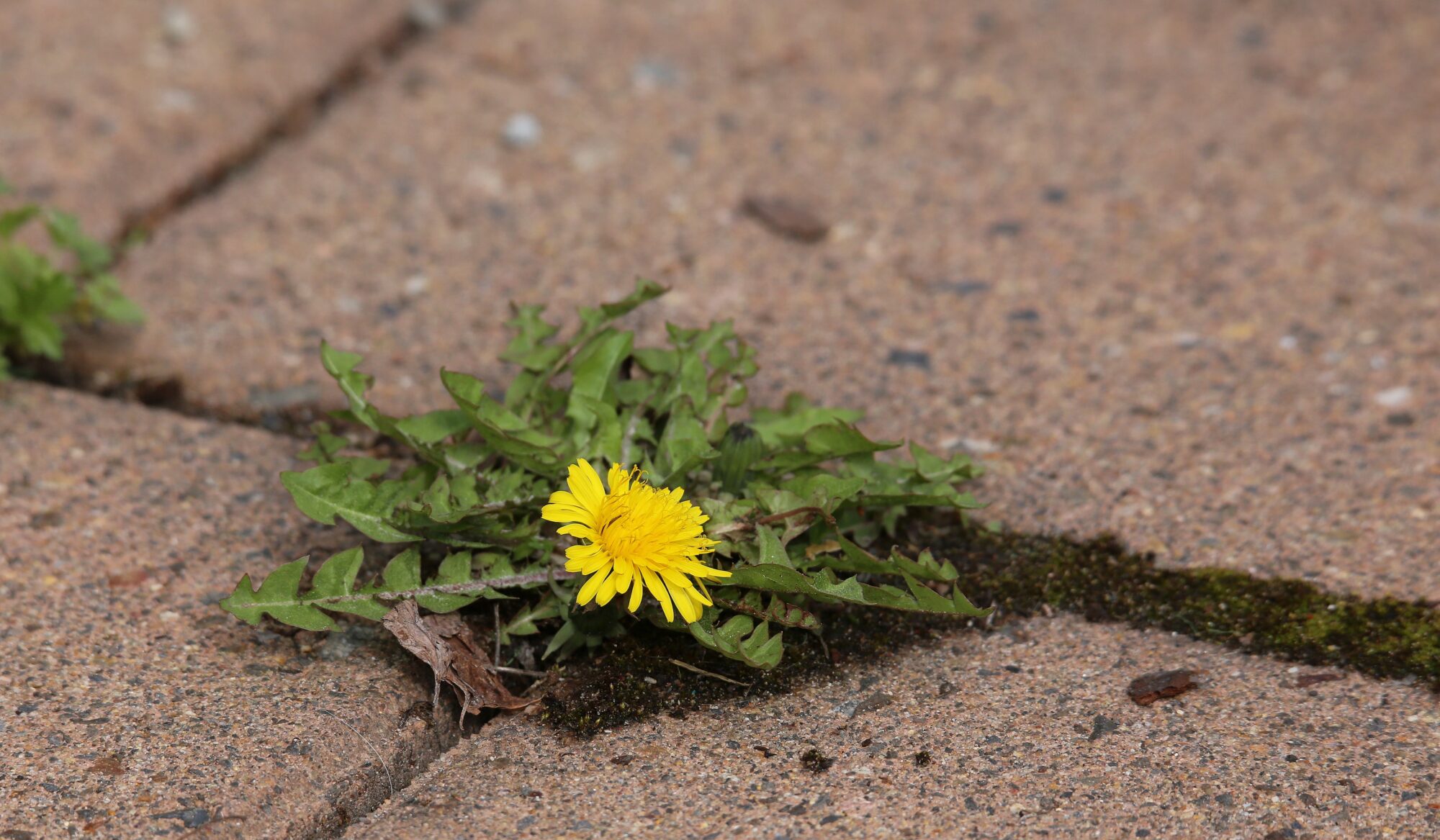 Valokuvaaja: Jaana Saarelainen Valokuvaaja: Jaana Saarelainen