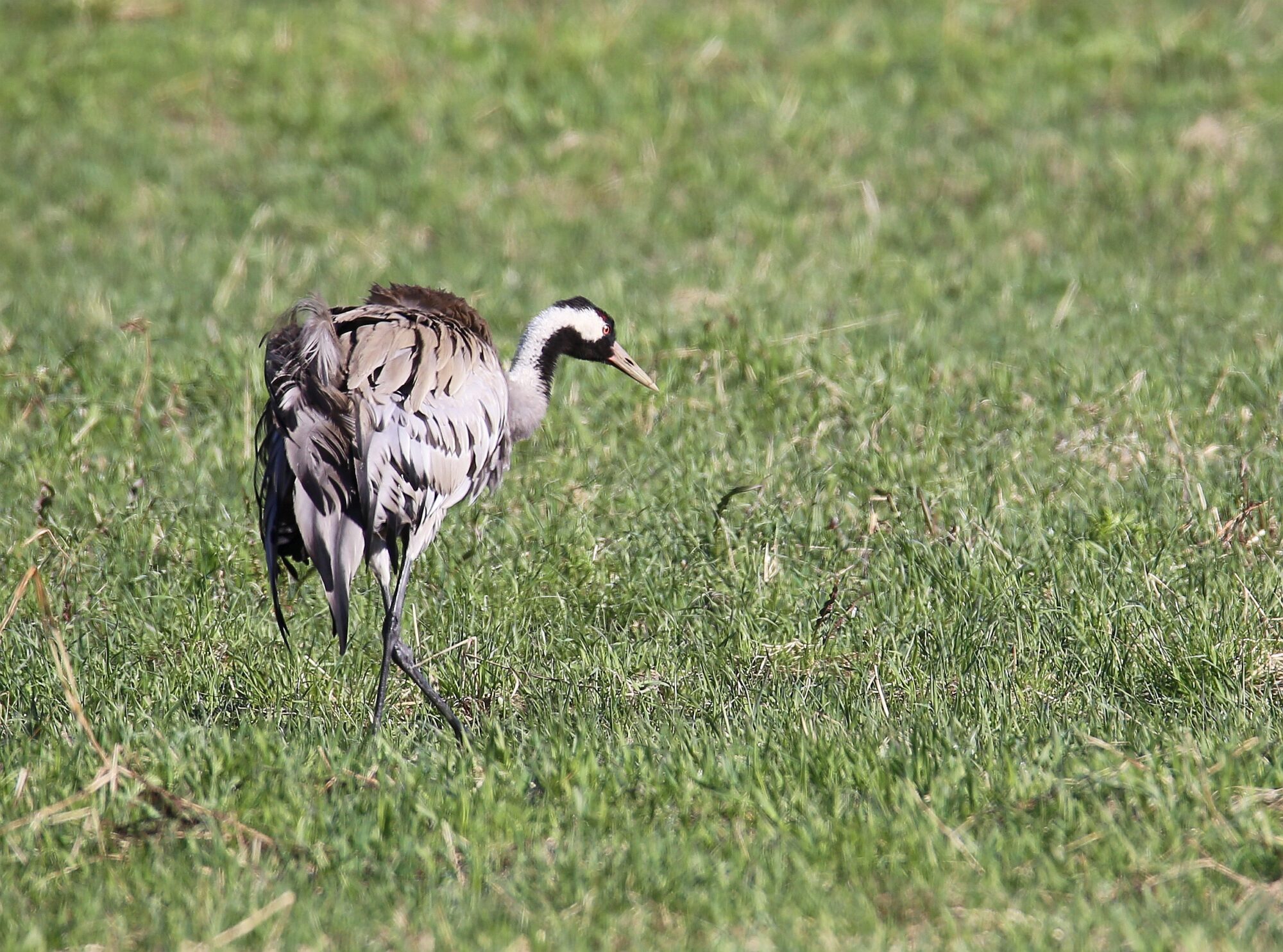 Valokuvaaja: Jaana Saarelainen