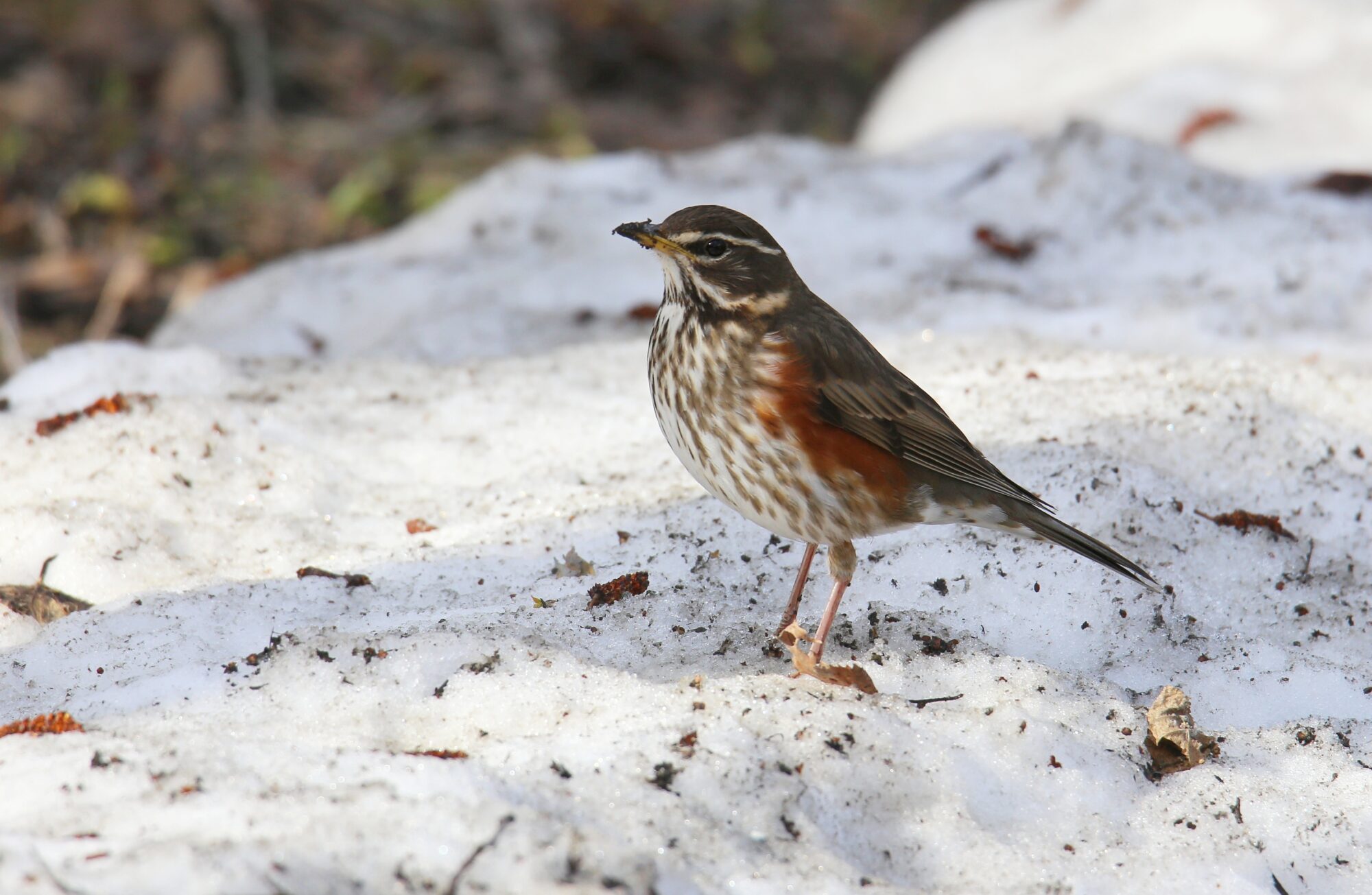 Valokuvaaja: Jaana Saarelainen