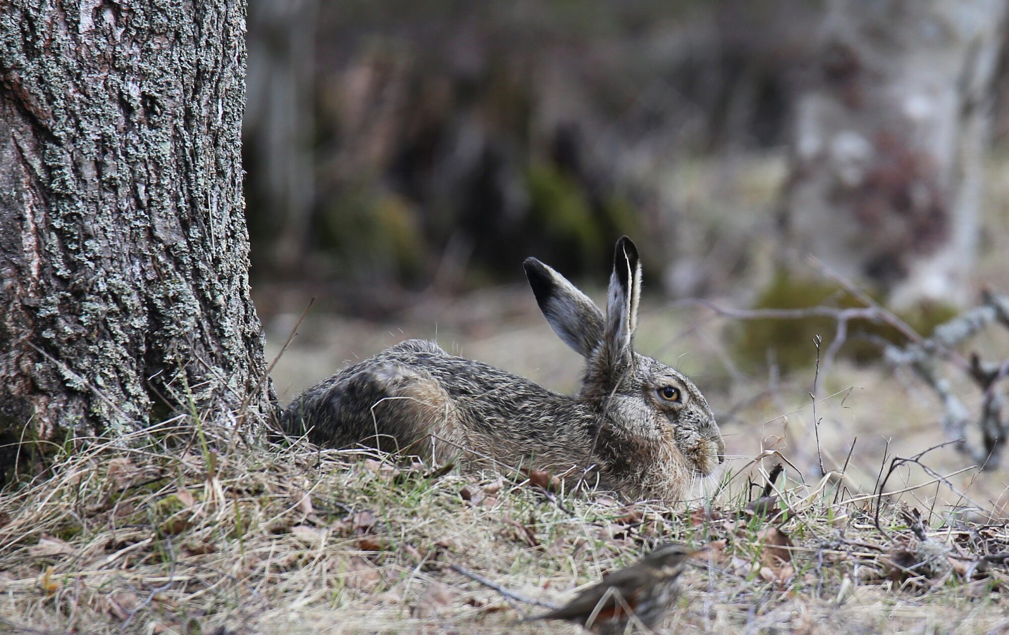 Valokuvaaja: Jaana Saarelainen
