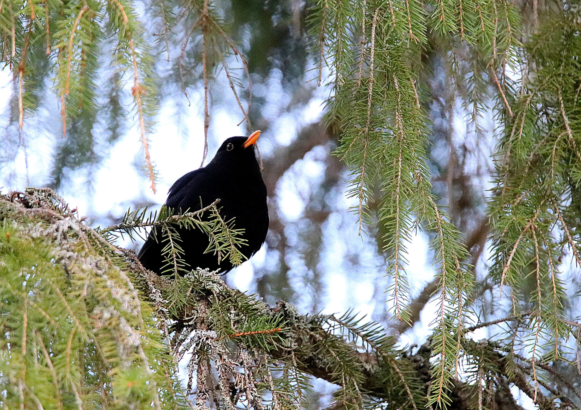 Valokuvaaja: sirpa jyske