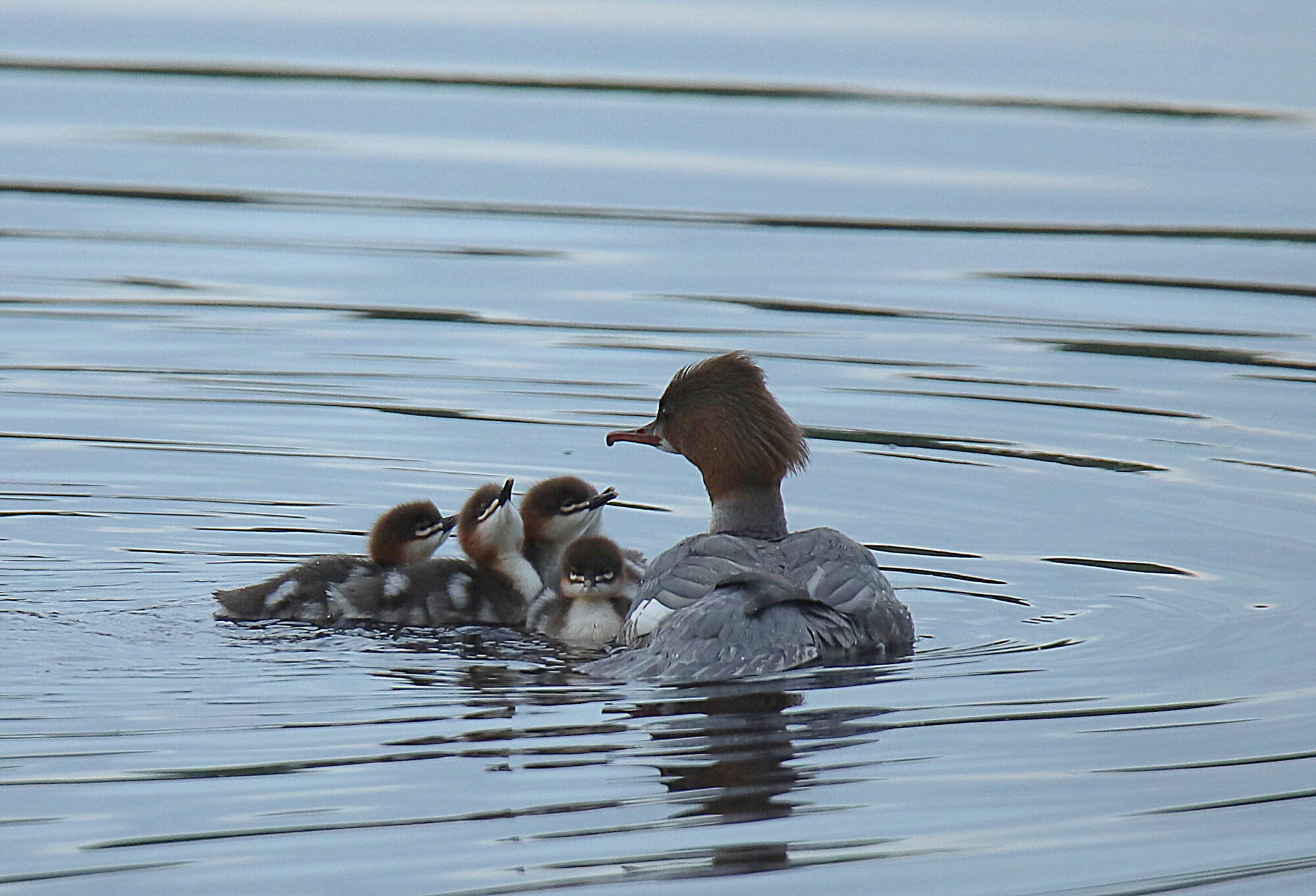 Valokuvaaja: sirpa jyske