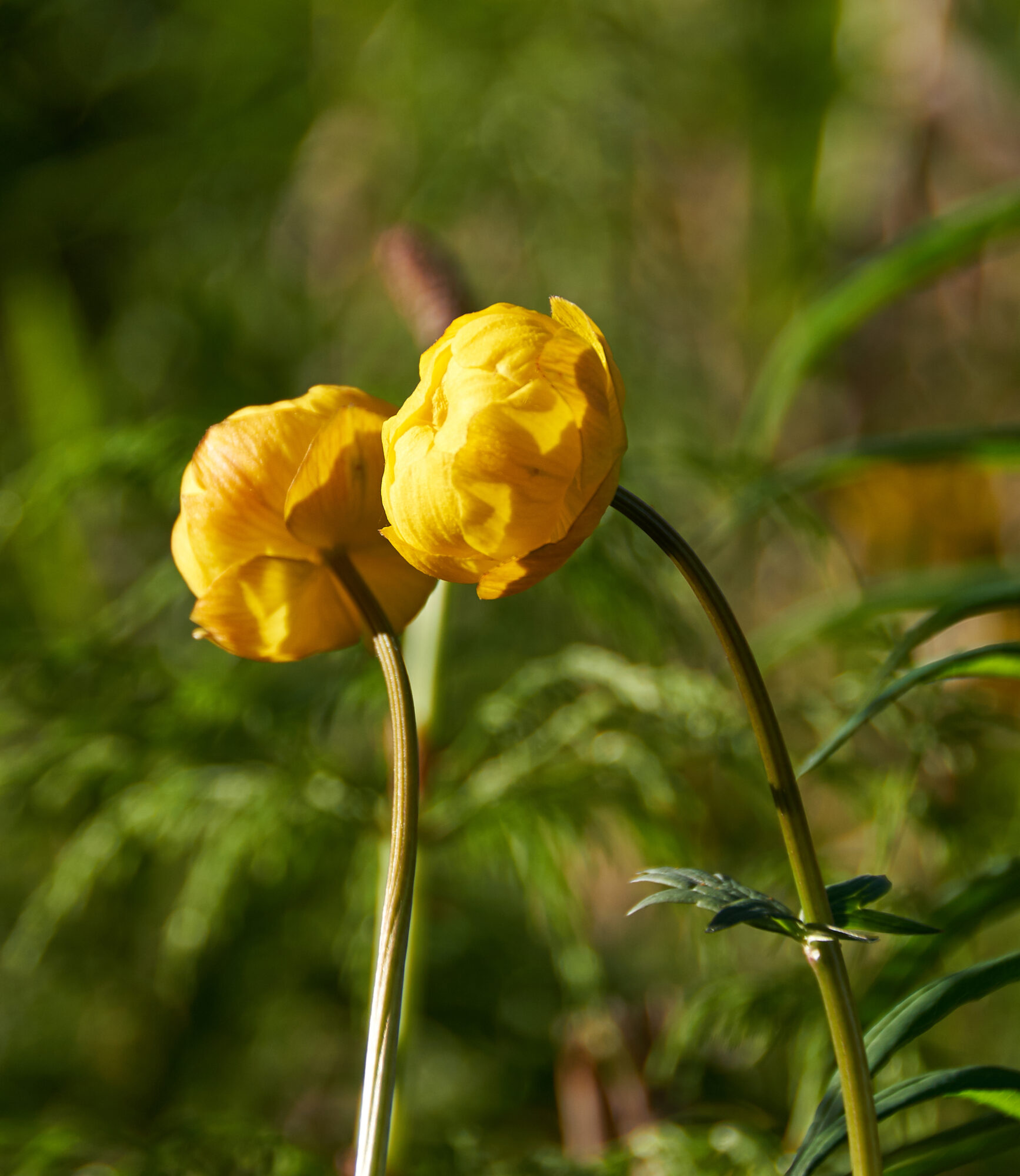 Valokuvaaja: Tarja Kouvo
