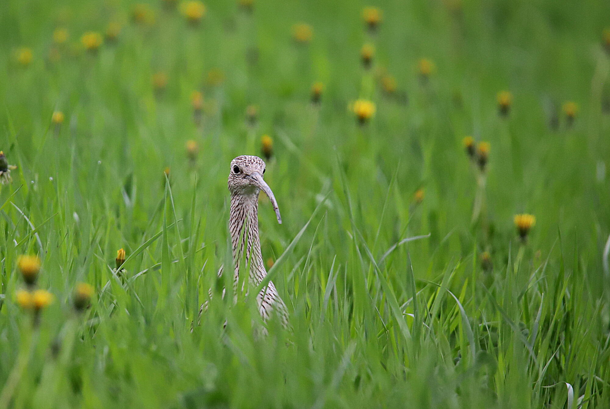 Valokuvaaja: sirpa jyske
