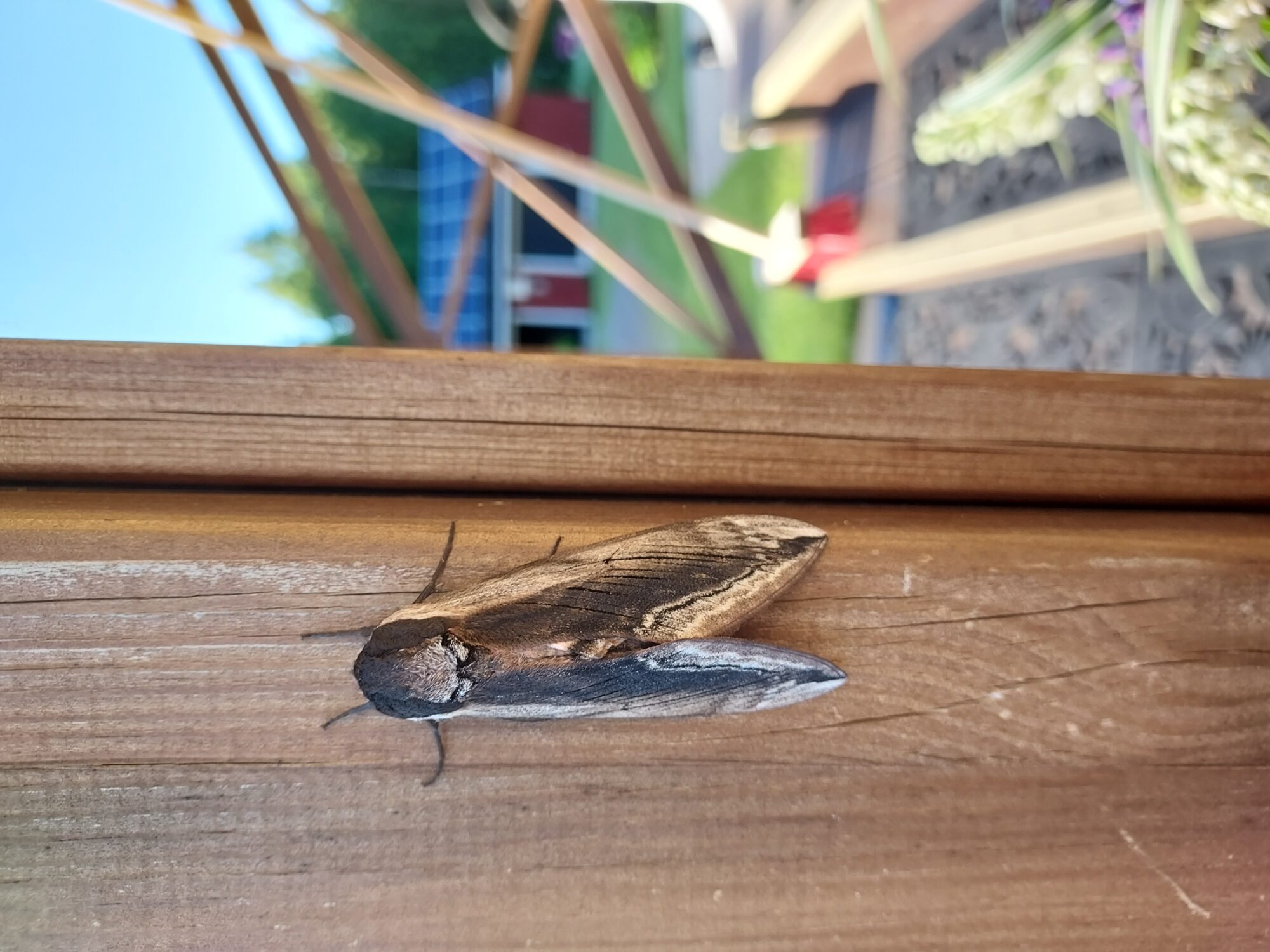 Valokuvaaja: Anne Mönkkönen