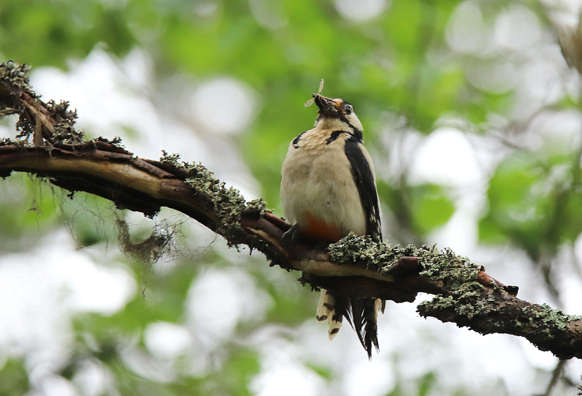 Valokuvaaja: sirpa jyske
