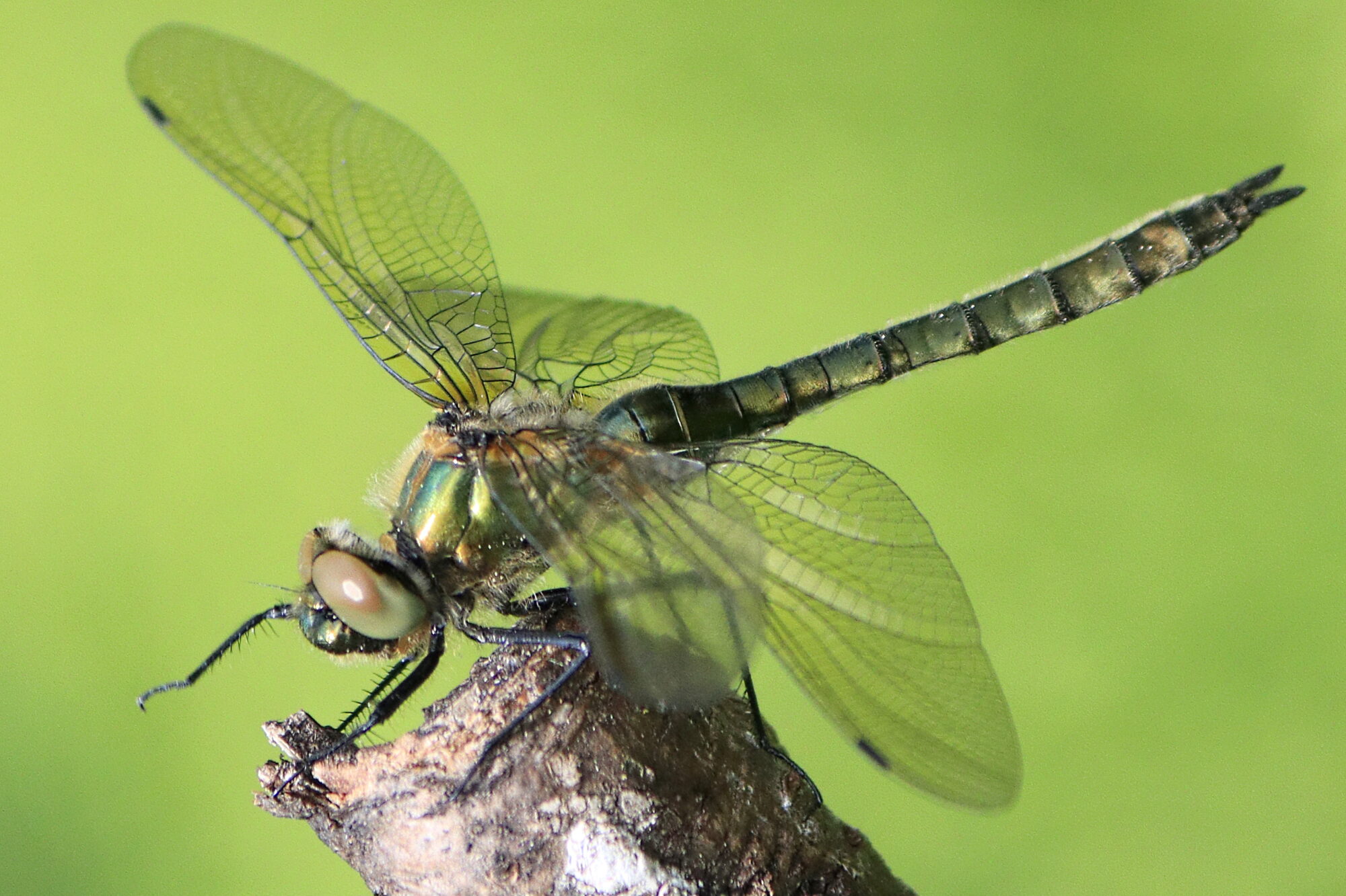 Valokuvaaja: Ritva Nieminen