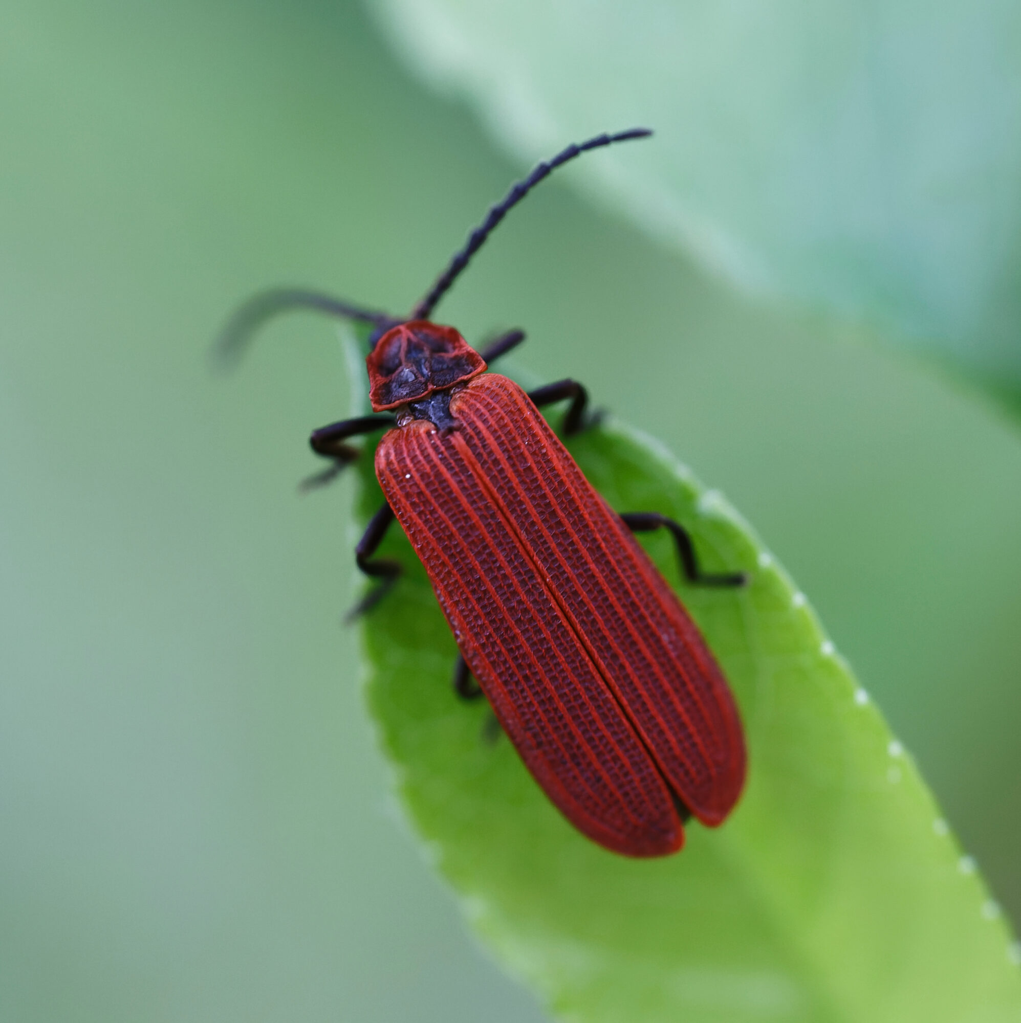 Valokuvaaja: Tommi Kujala